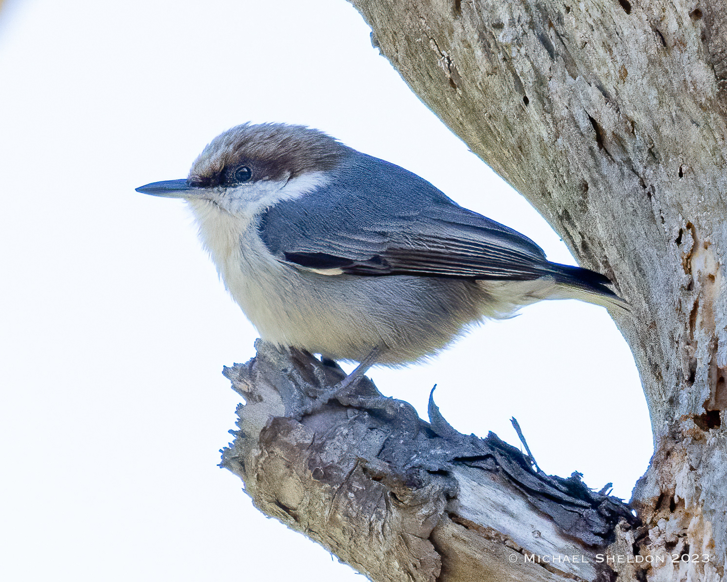 Brown-headed nuthatch