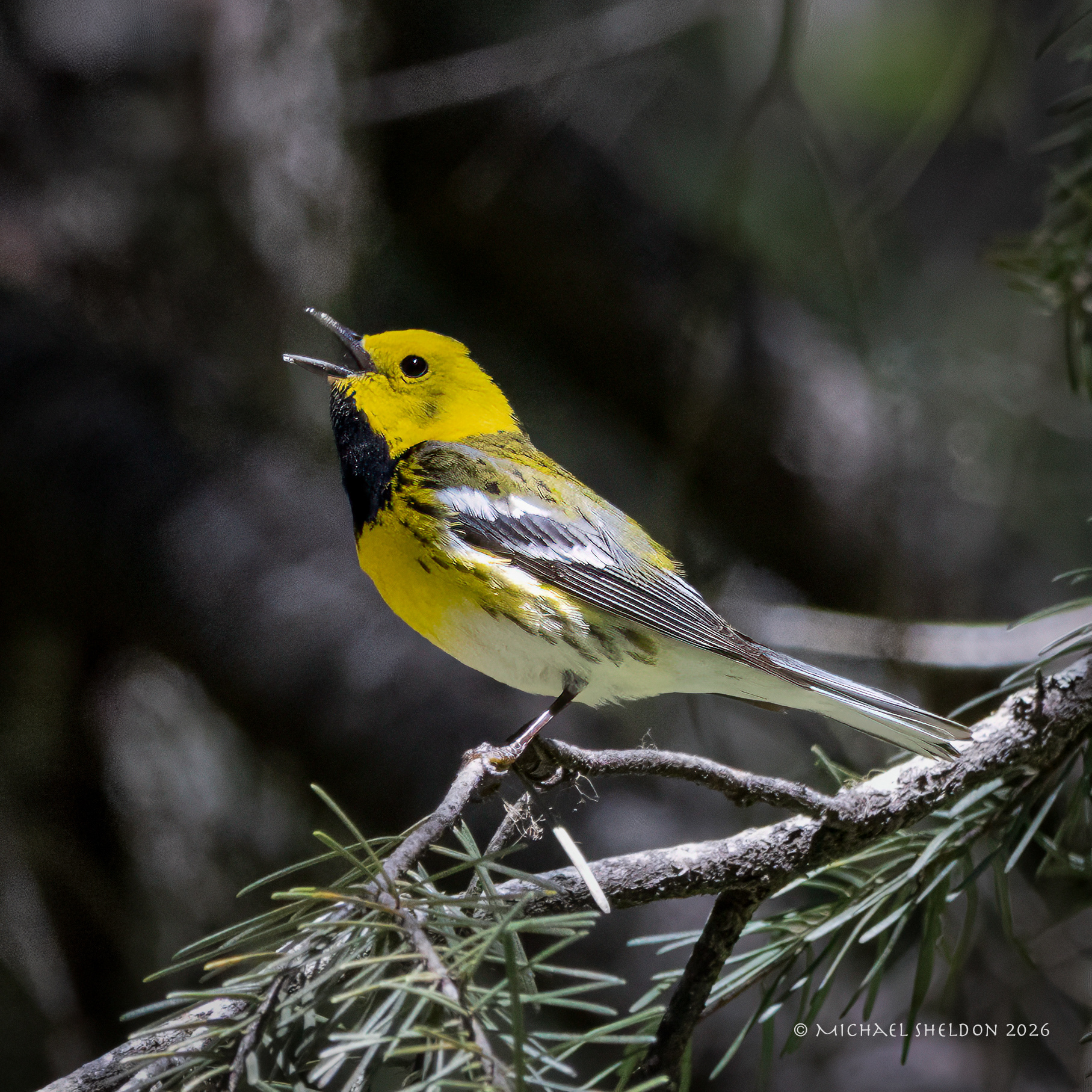 Townsend's warbler