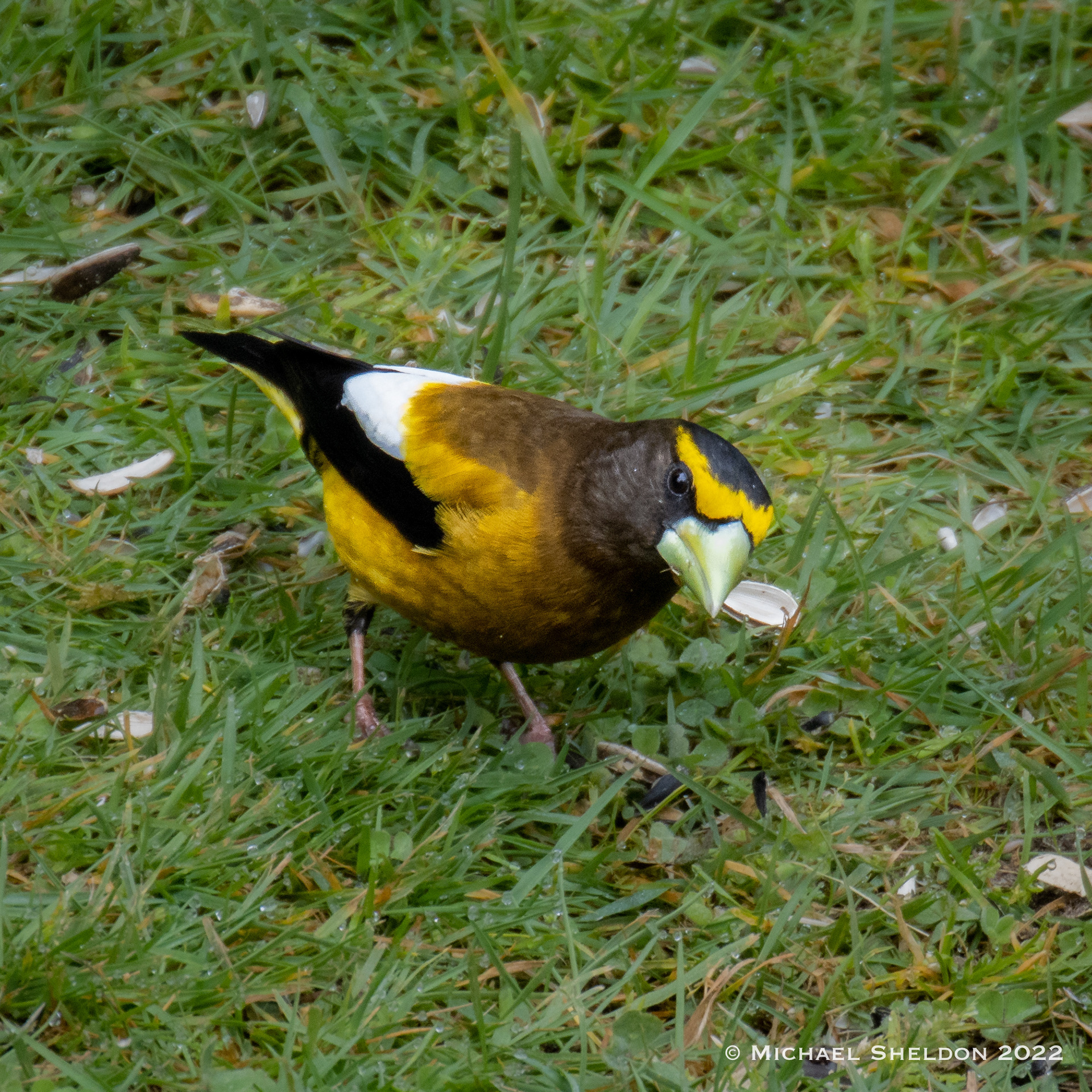 Evening Grosbeak (m)