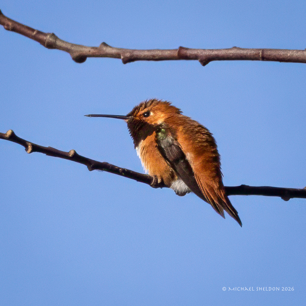 Rufous hummingbird