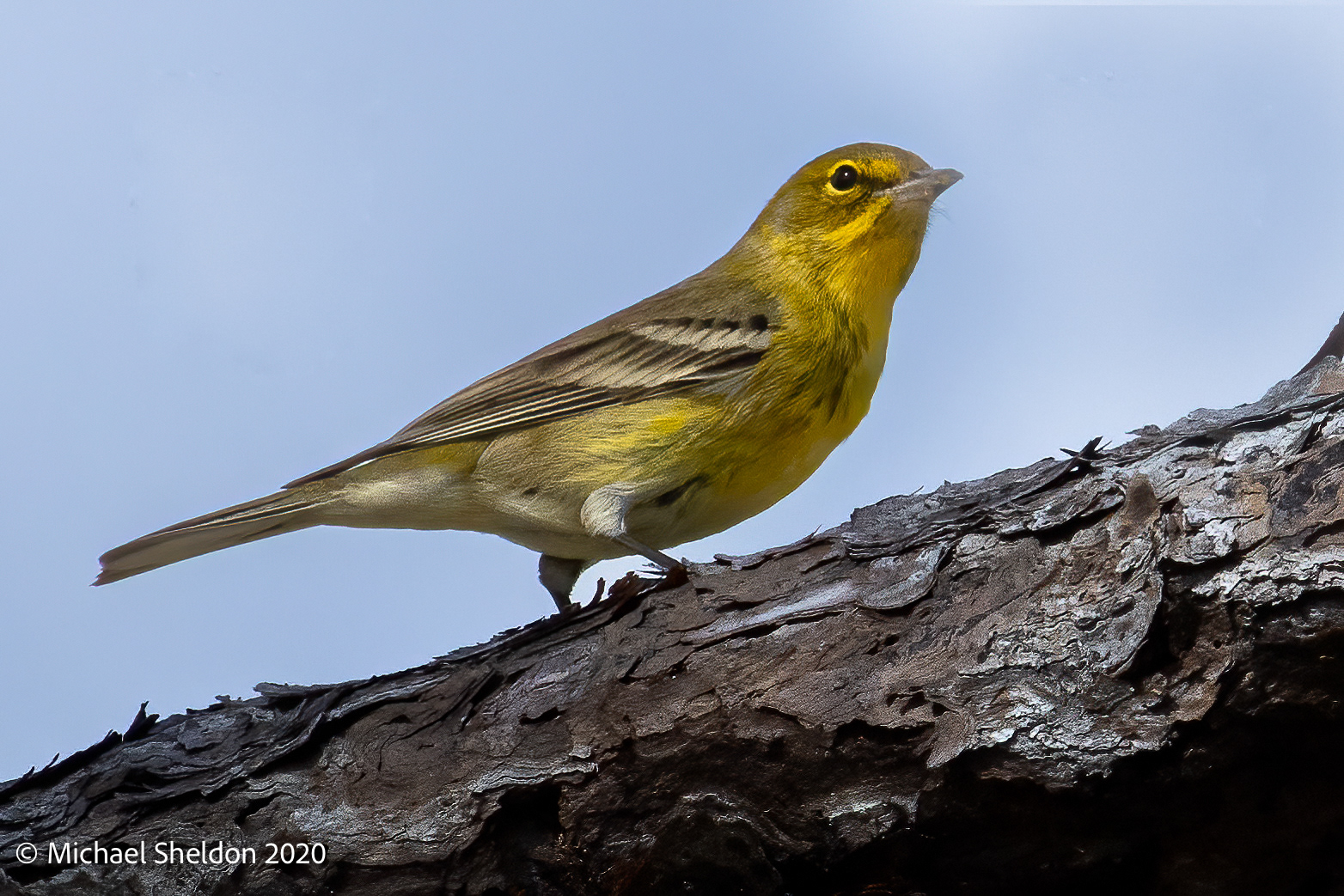 Pine Warbler