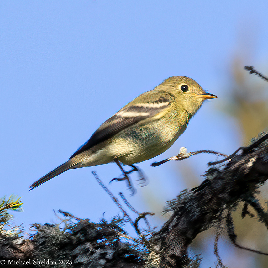 Yellow-bellied flycatcher