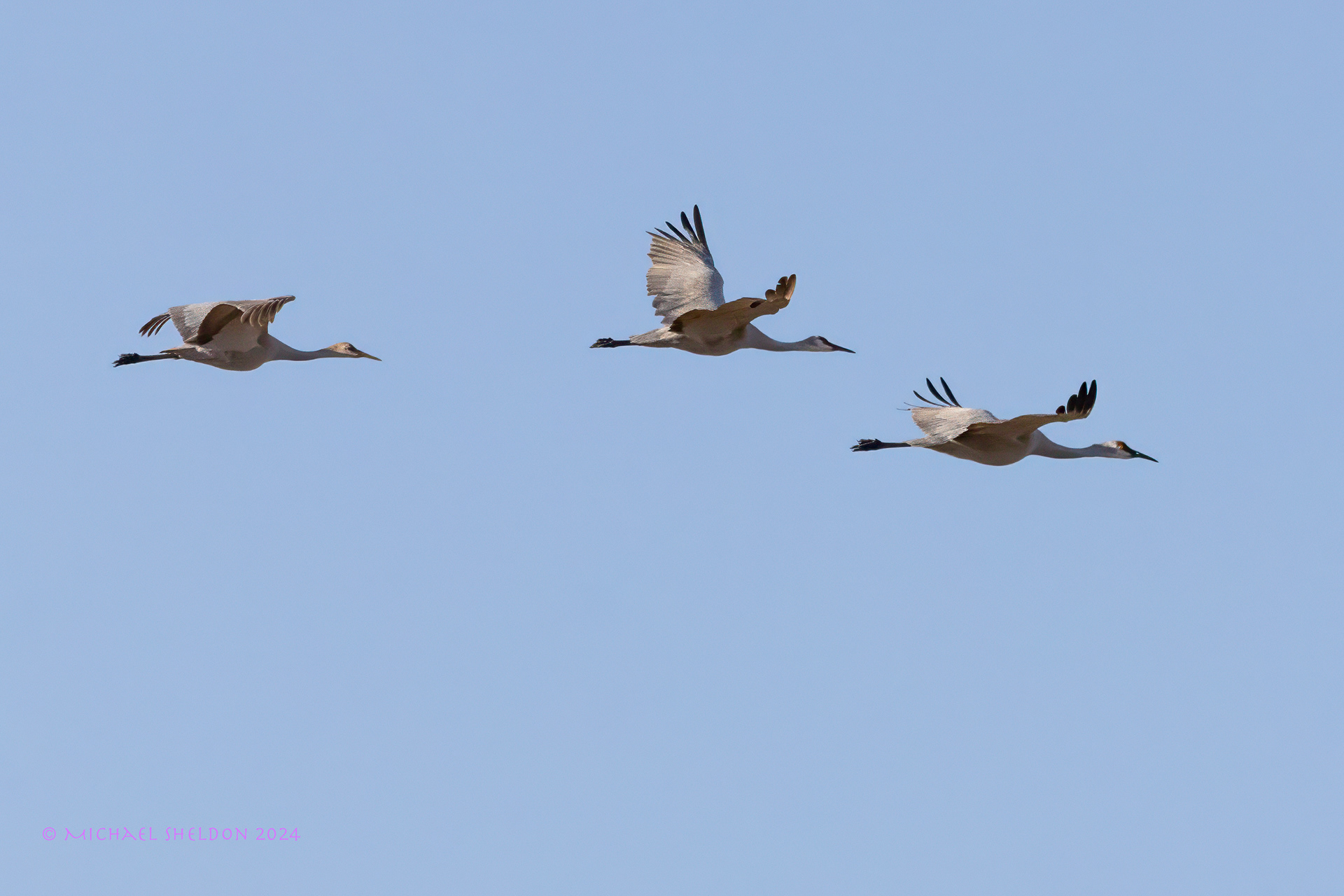 Sandhill cranes
