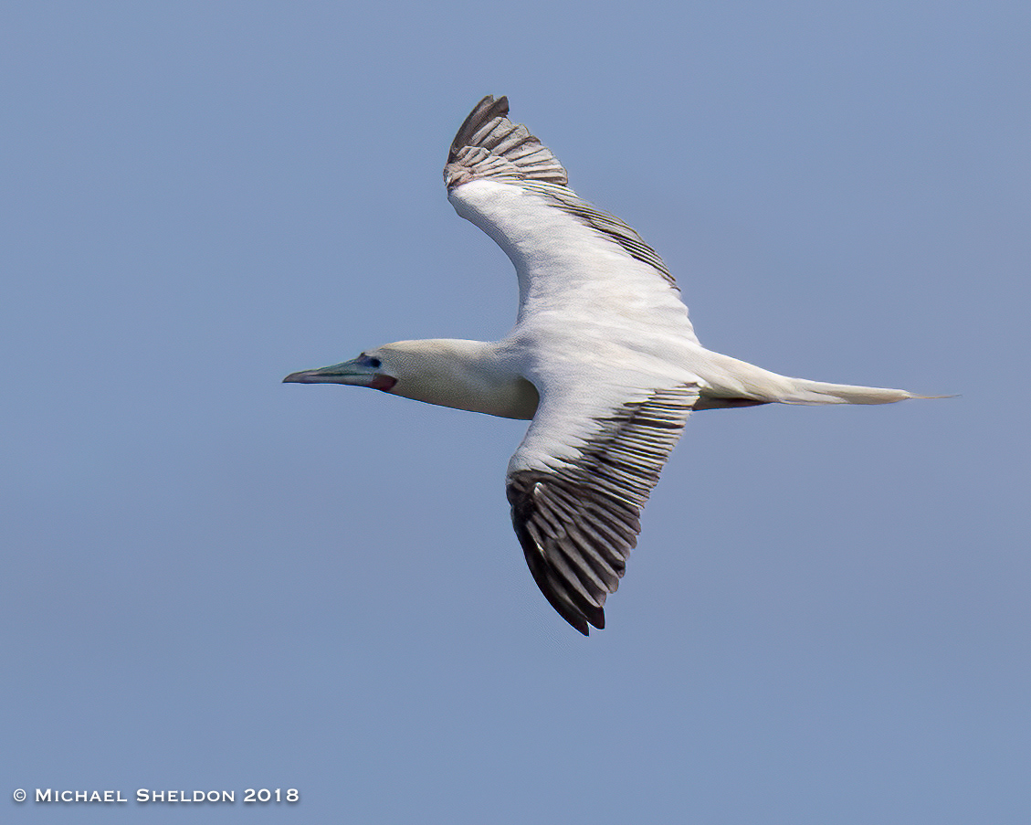 Red-footed Booby