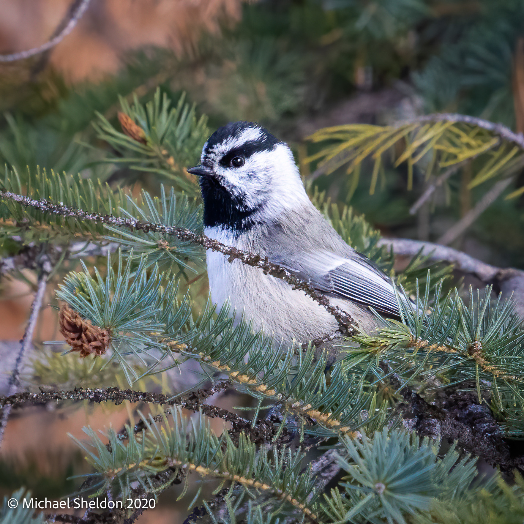 Mountain Chickadee