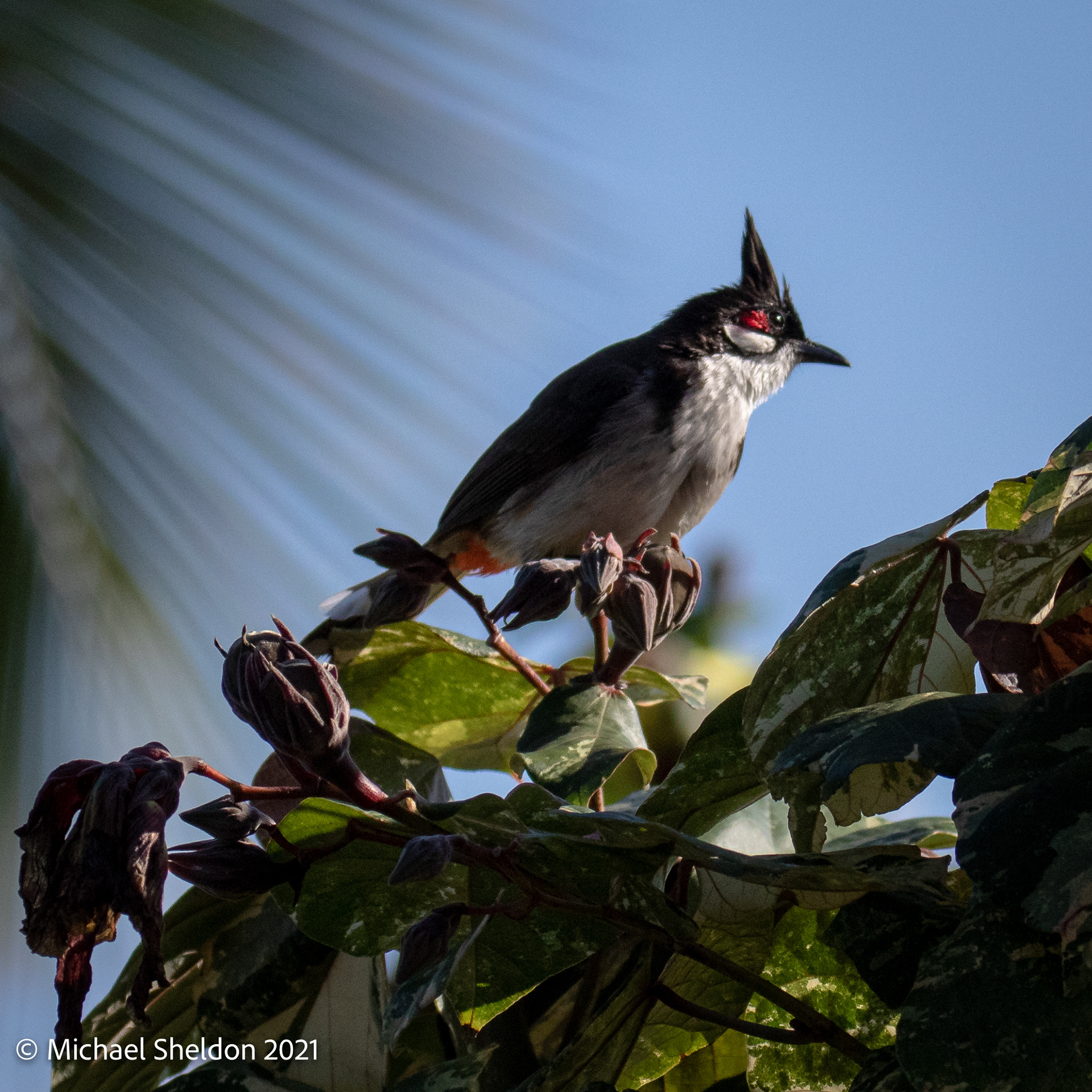 Whiskered Bulbul