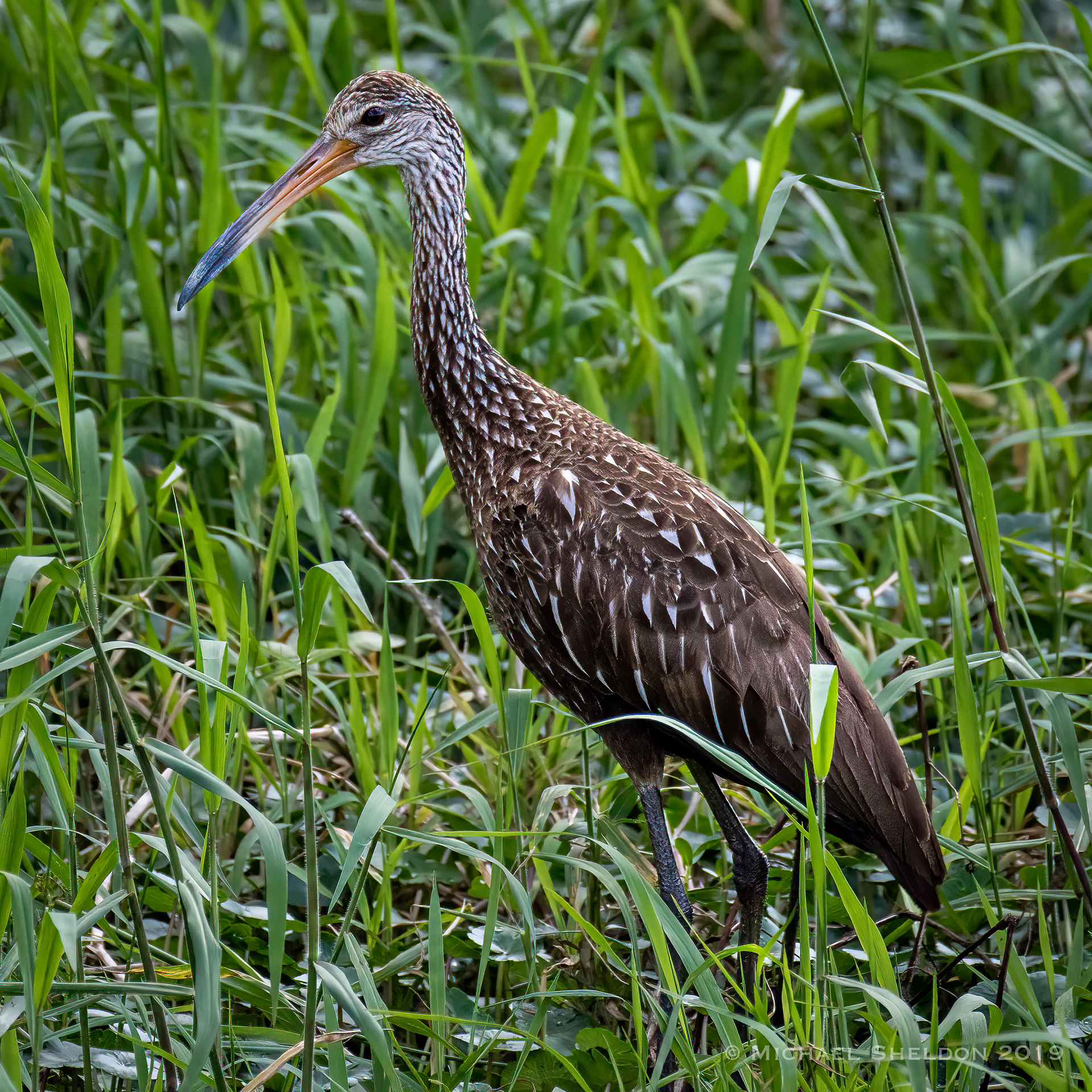 Limpkin