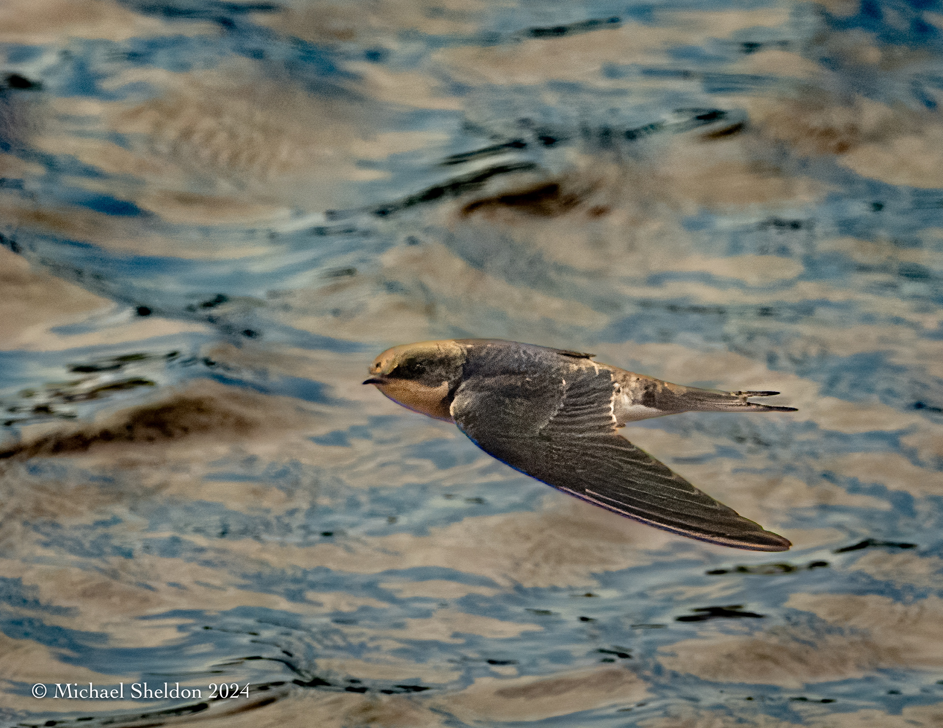 Tree swallow