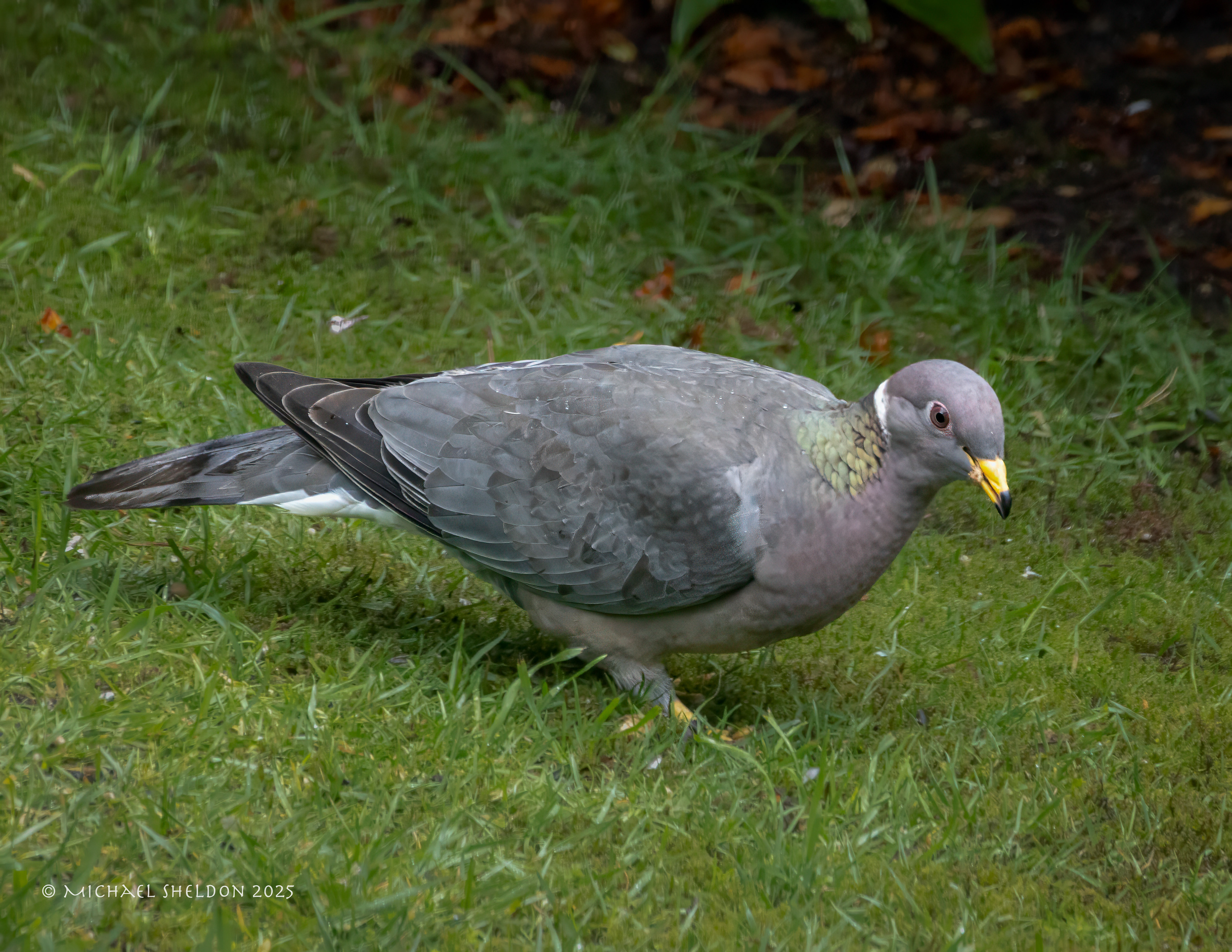 Band-tailed pigeon