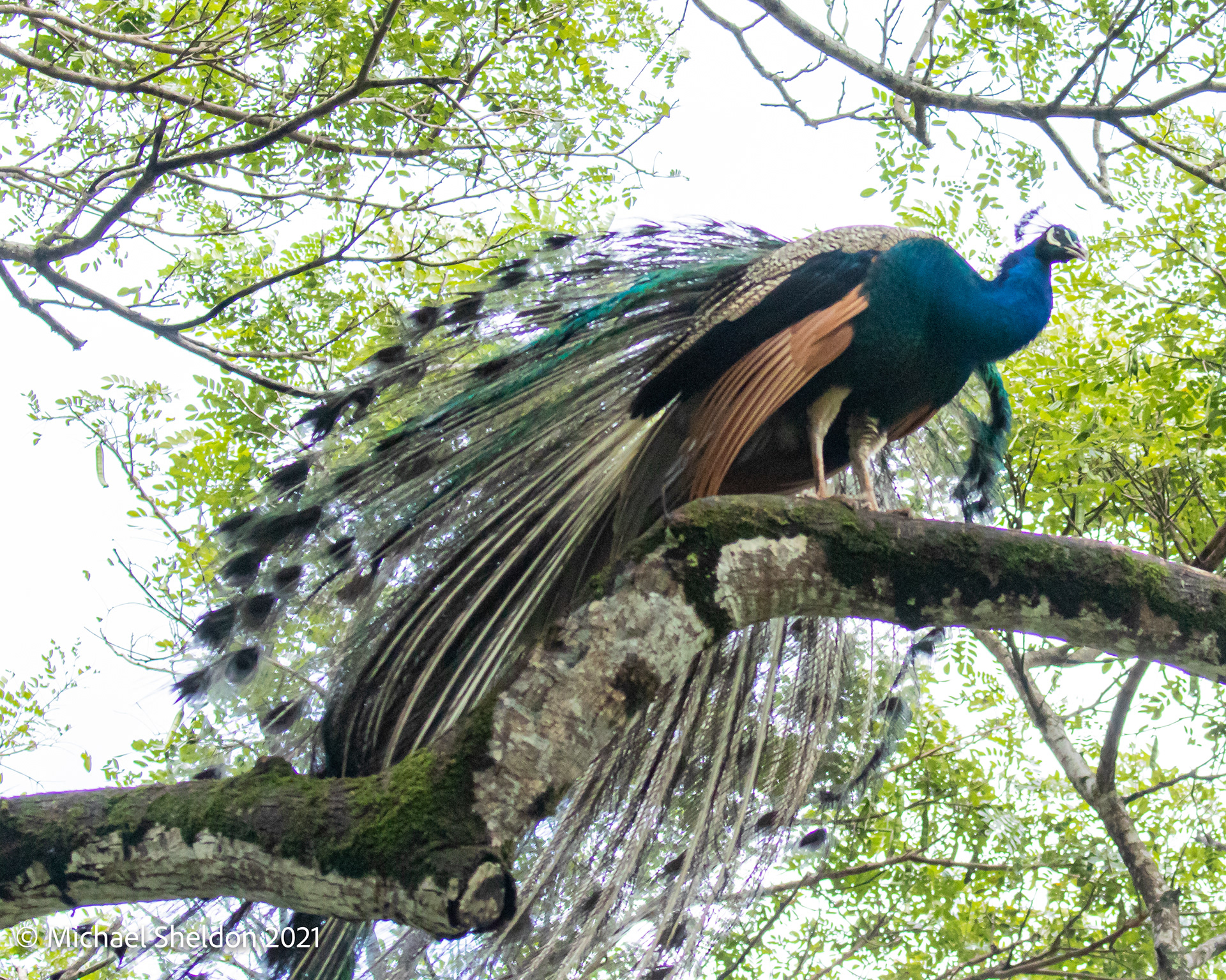 Indian peafowl