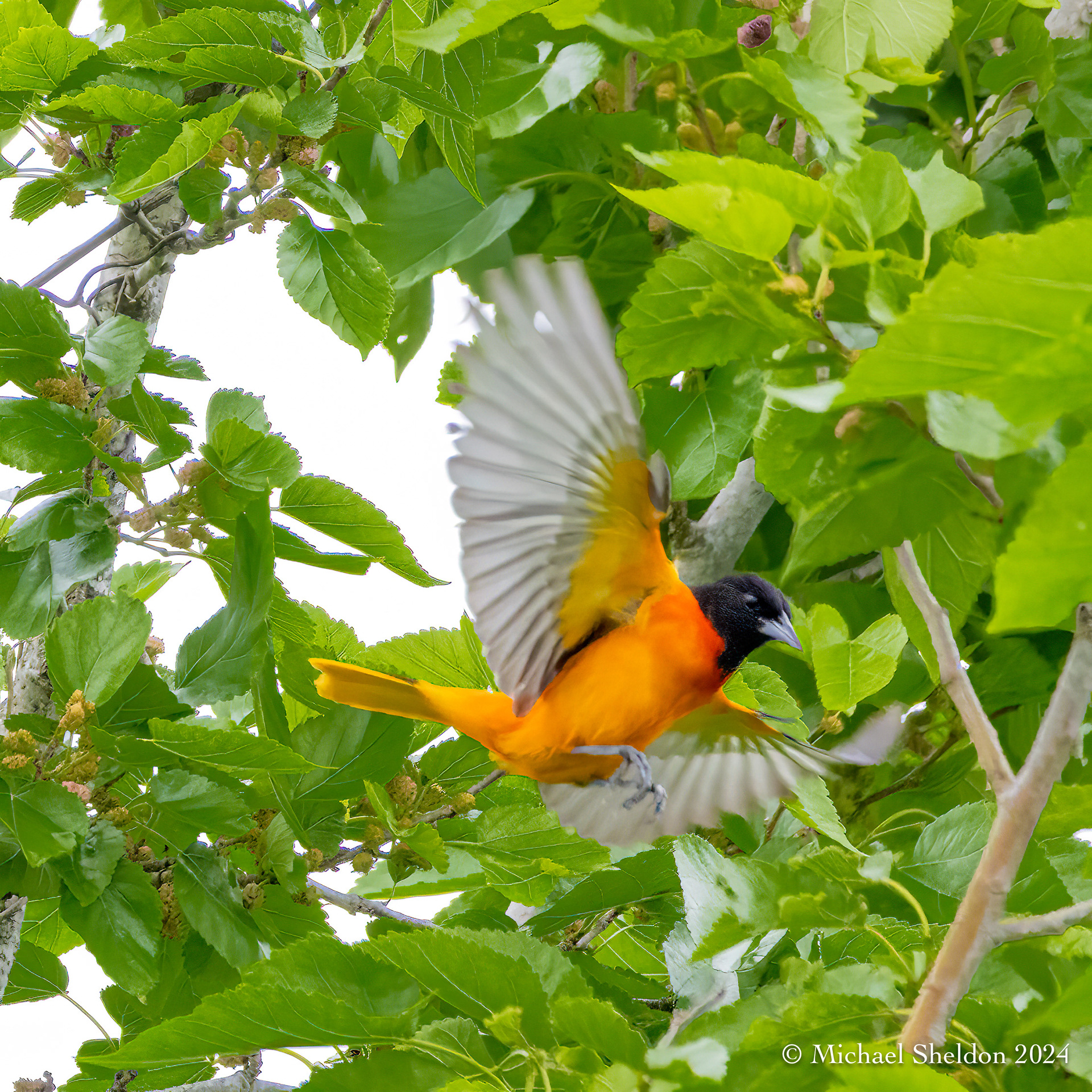 Baltimore oriole (m)