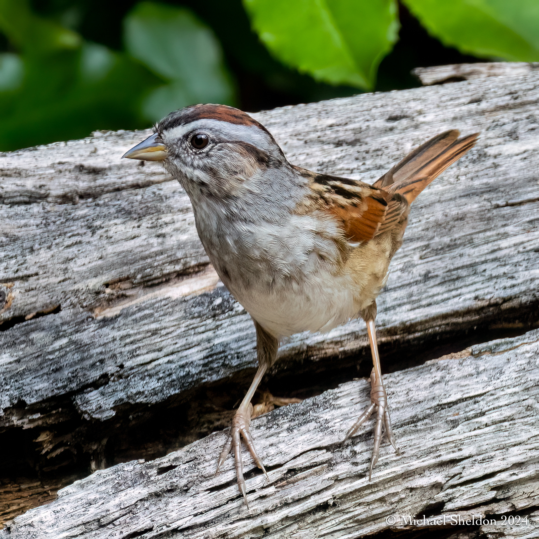 Swamp sparrow