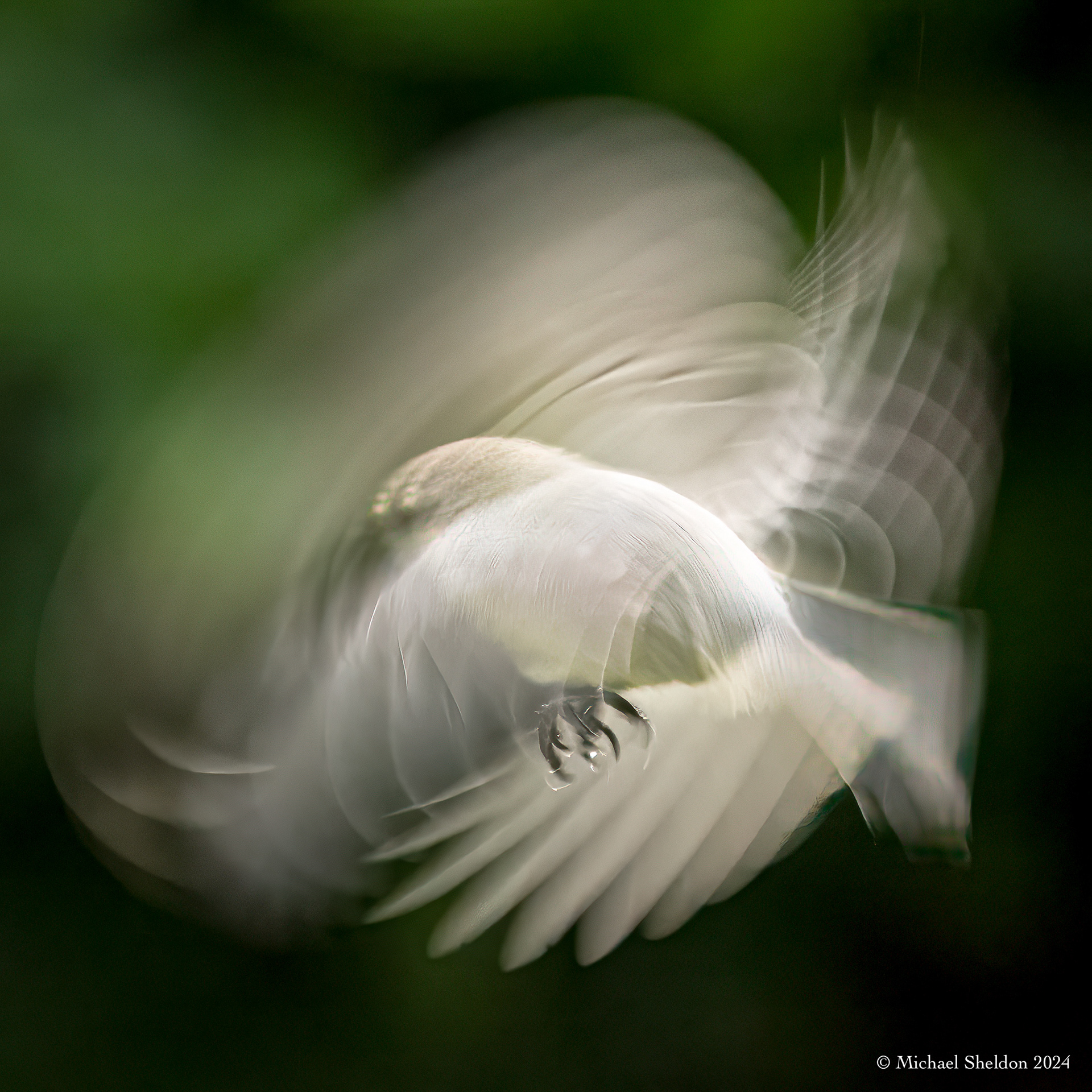 Bushtit