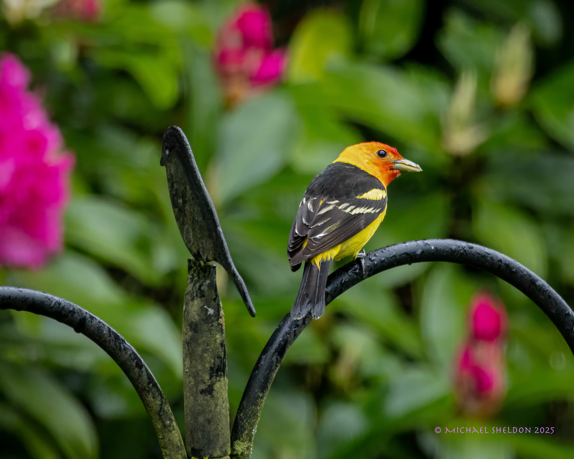 Western tanager
