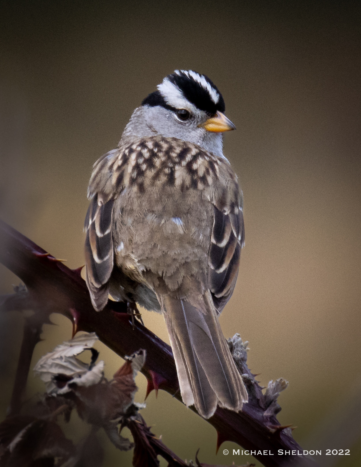 White-crowned Sparrow