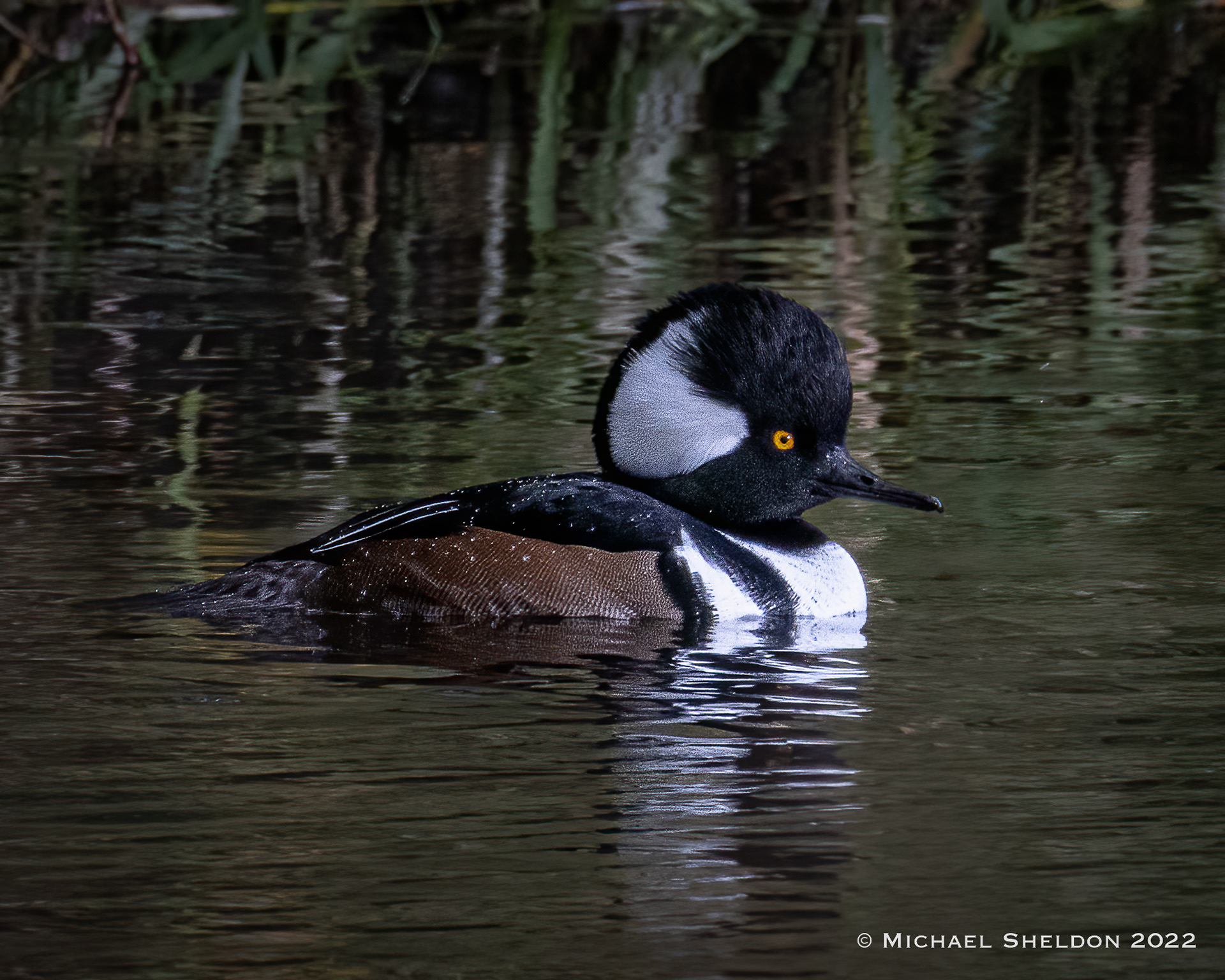 Hooded merganser
