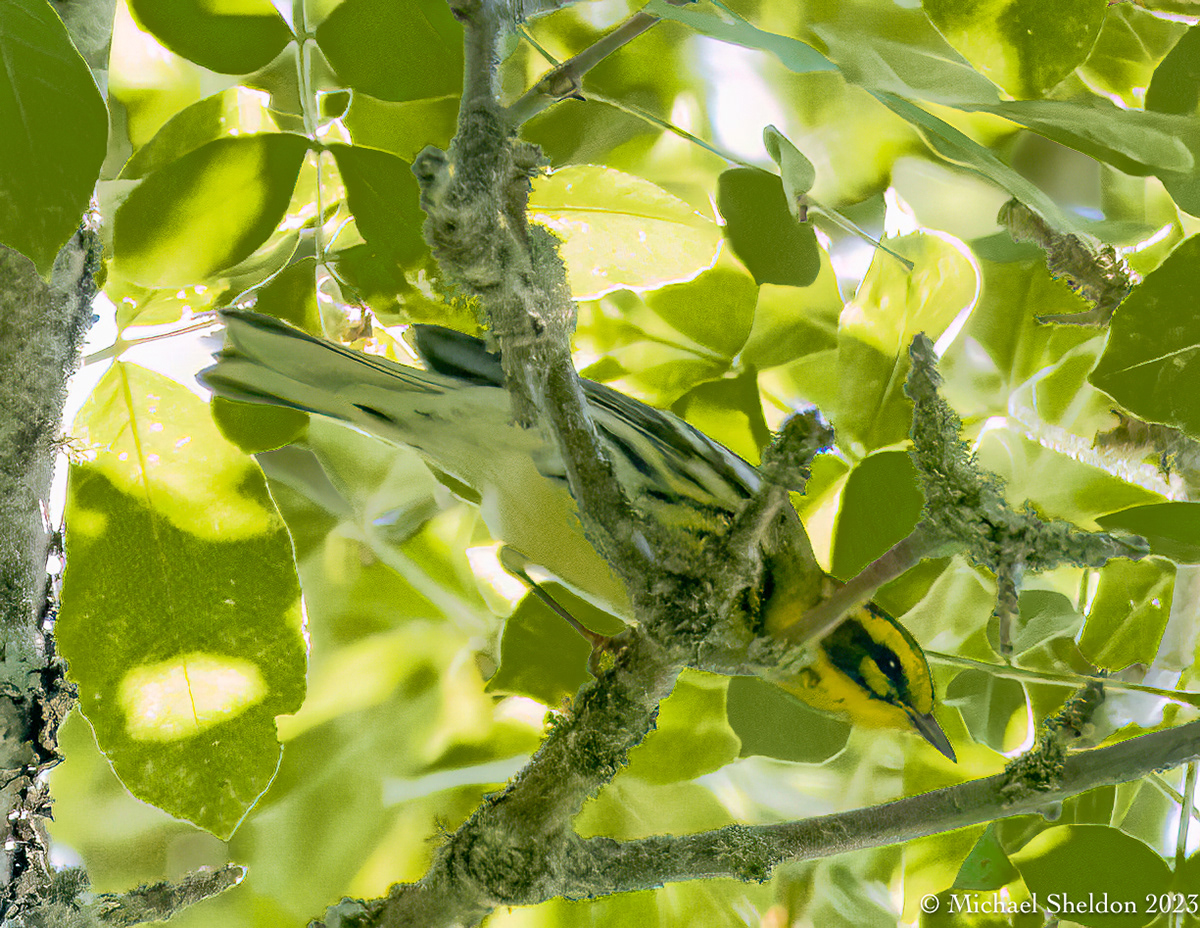 Townsend's warbler