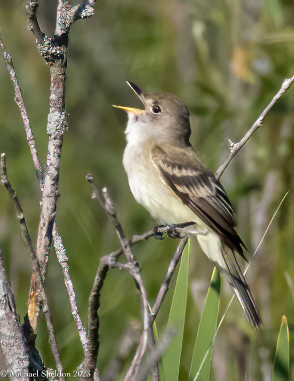 Willow or Alder flycatcher