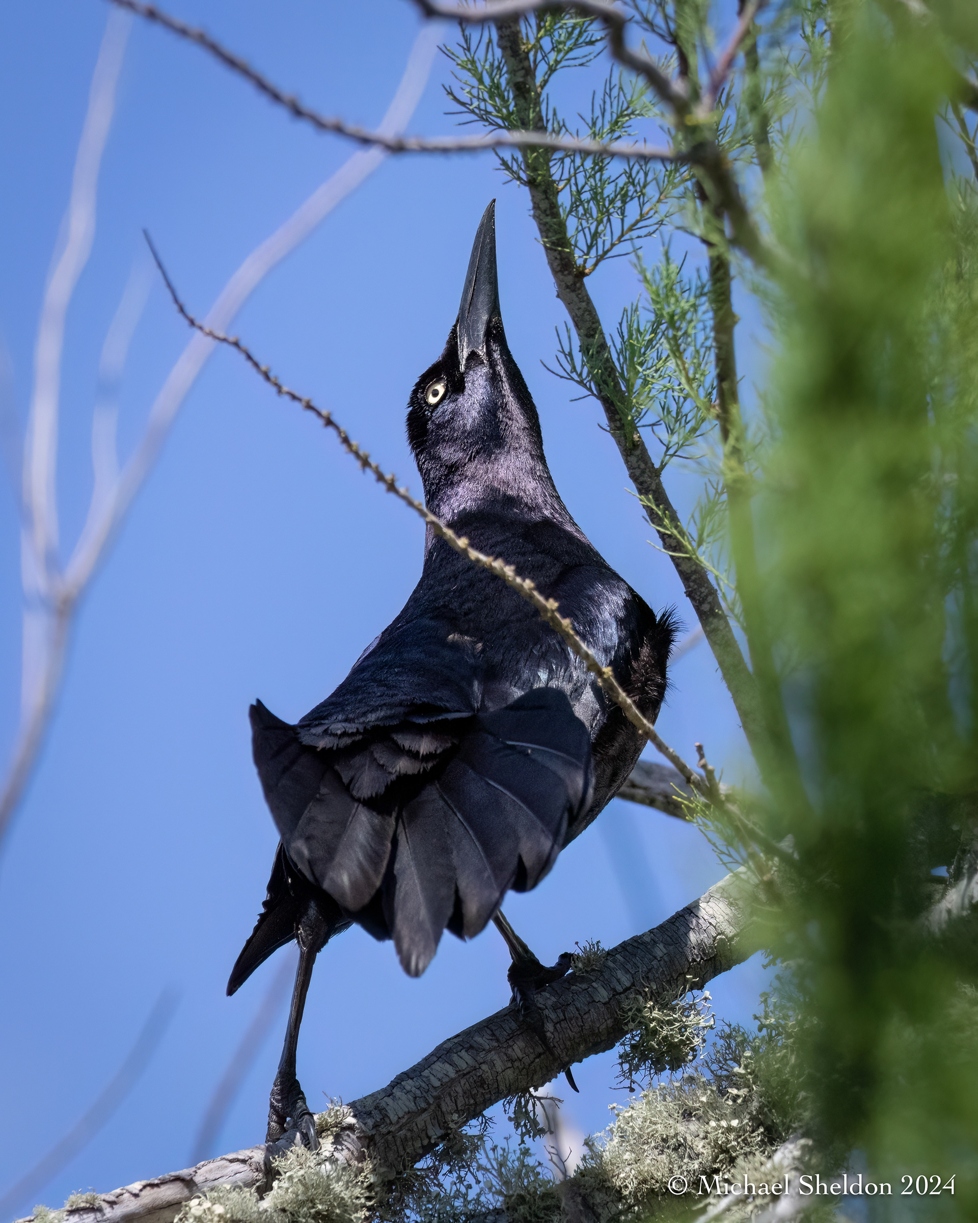 Great-tailed grackle