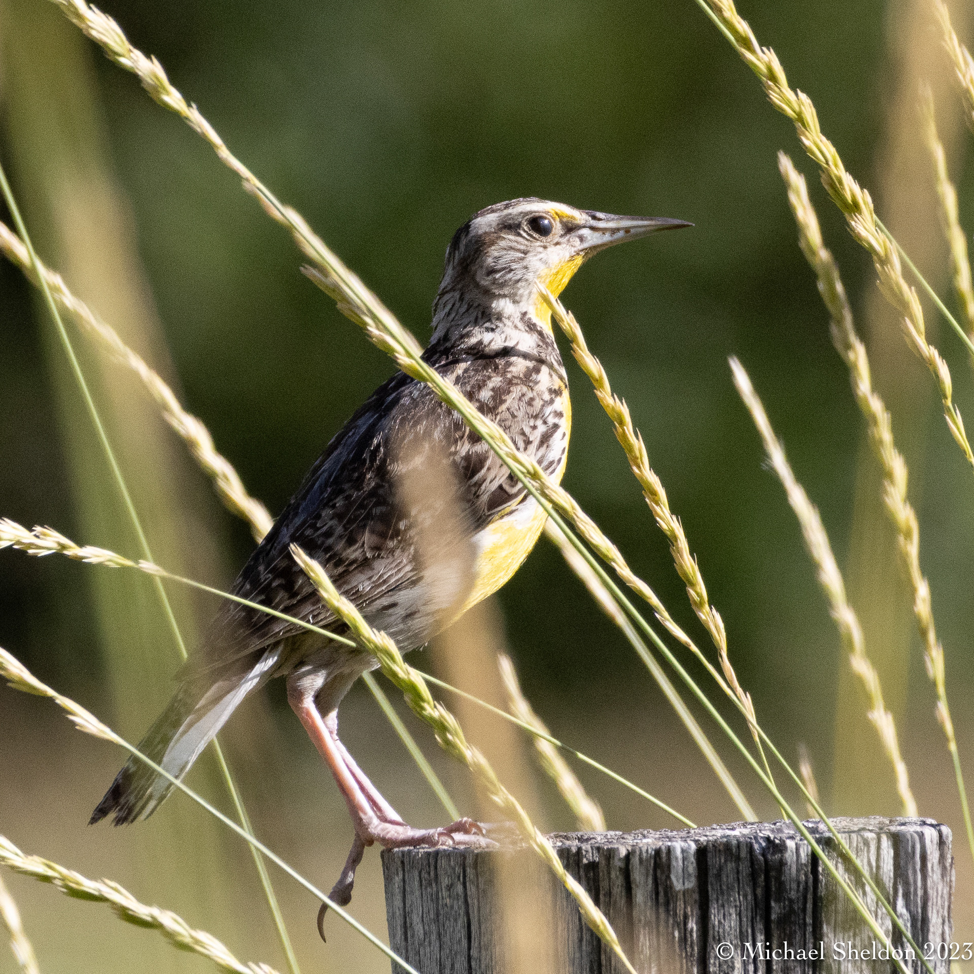 Western meadowlark