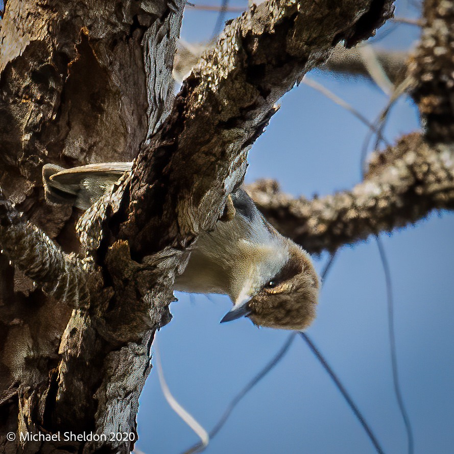 Brown-headed nuthatch