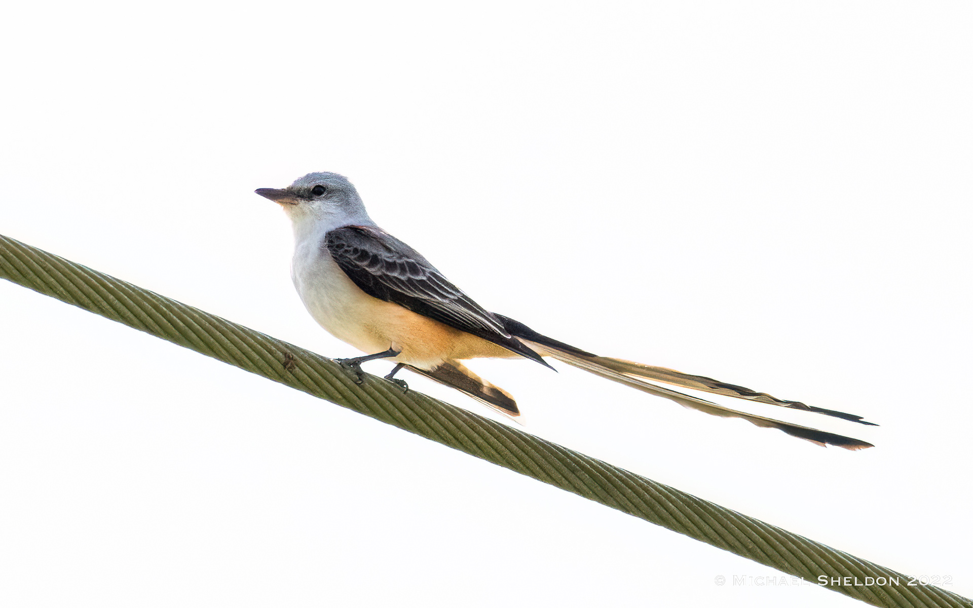 Scissortailed flycatcher