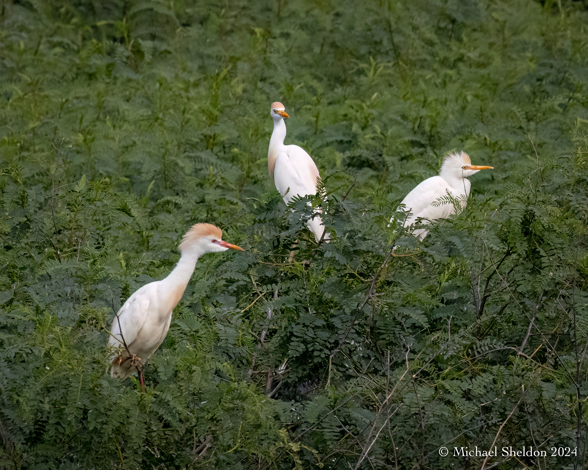 Cattle egrets