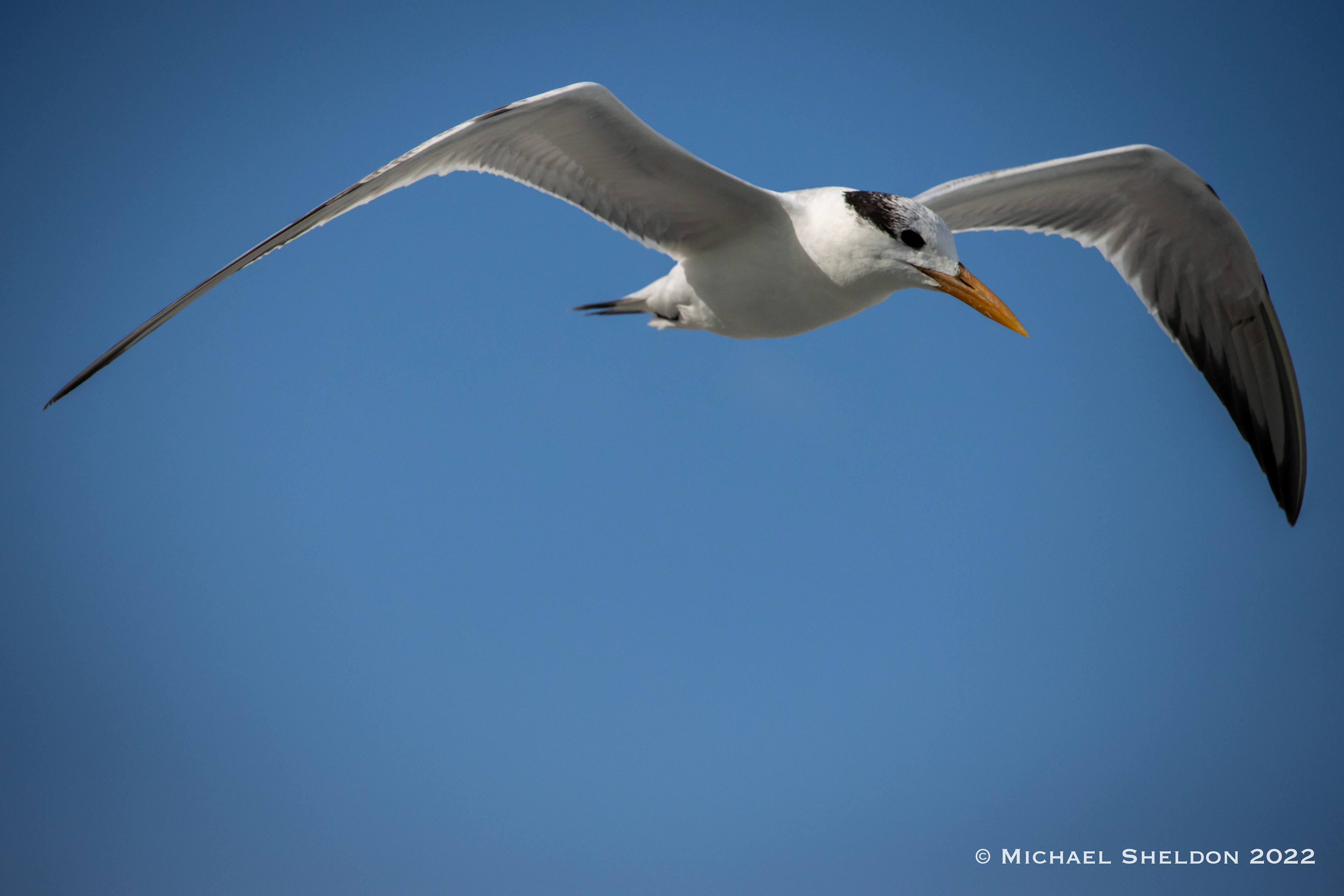 Royal tern