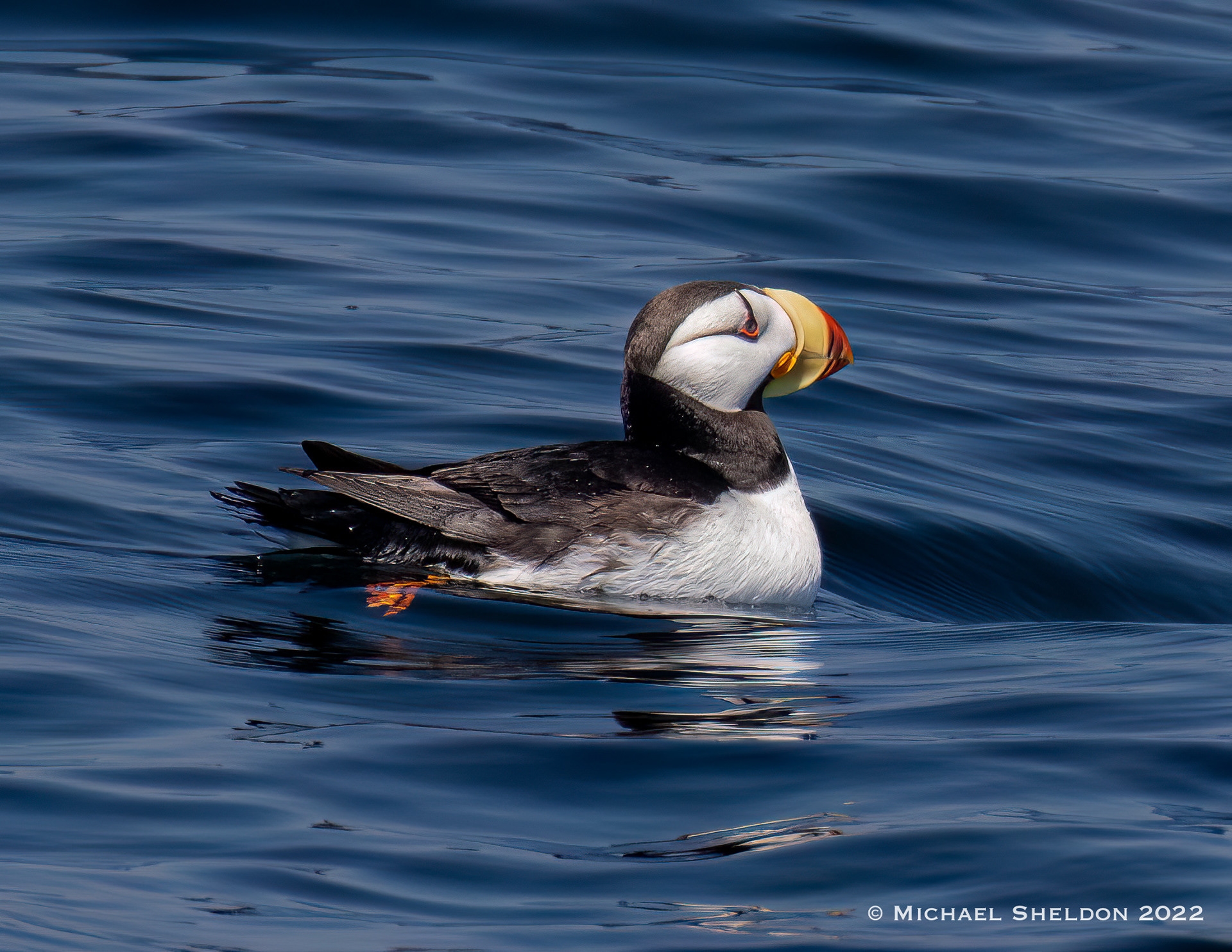 Horned puffin