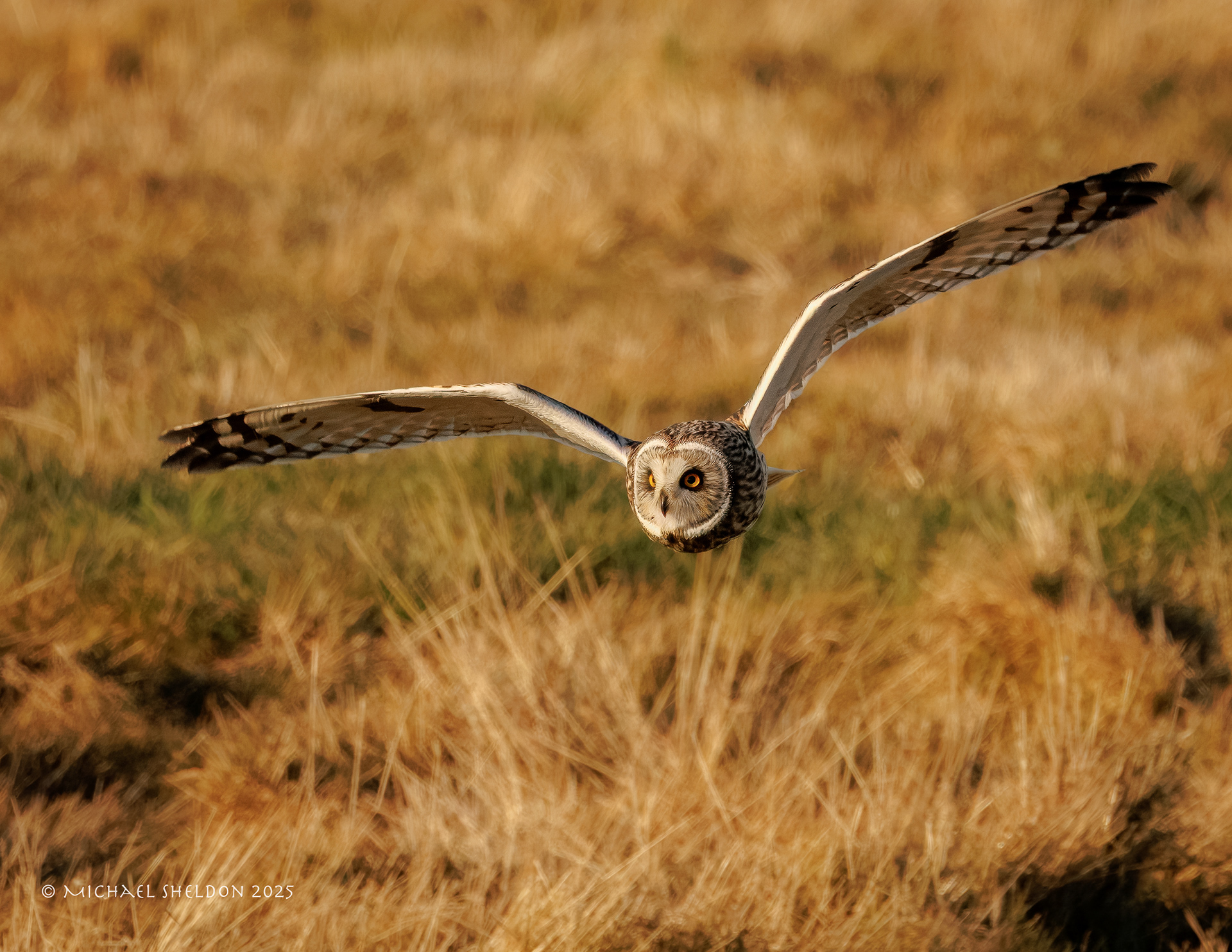 Short-eared owl