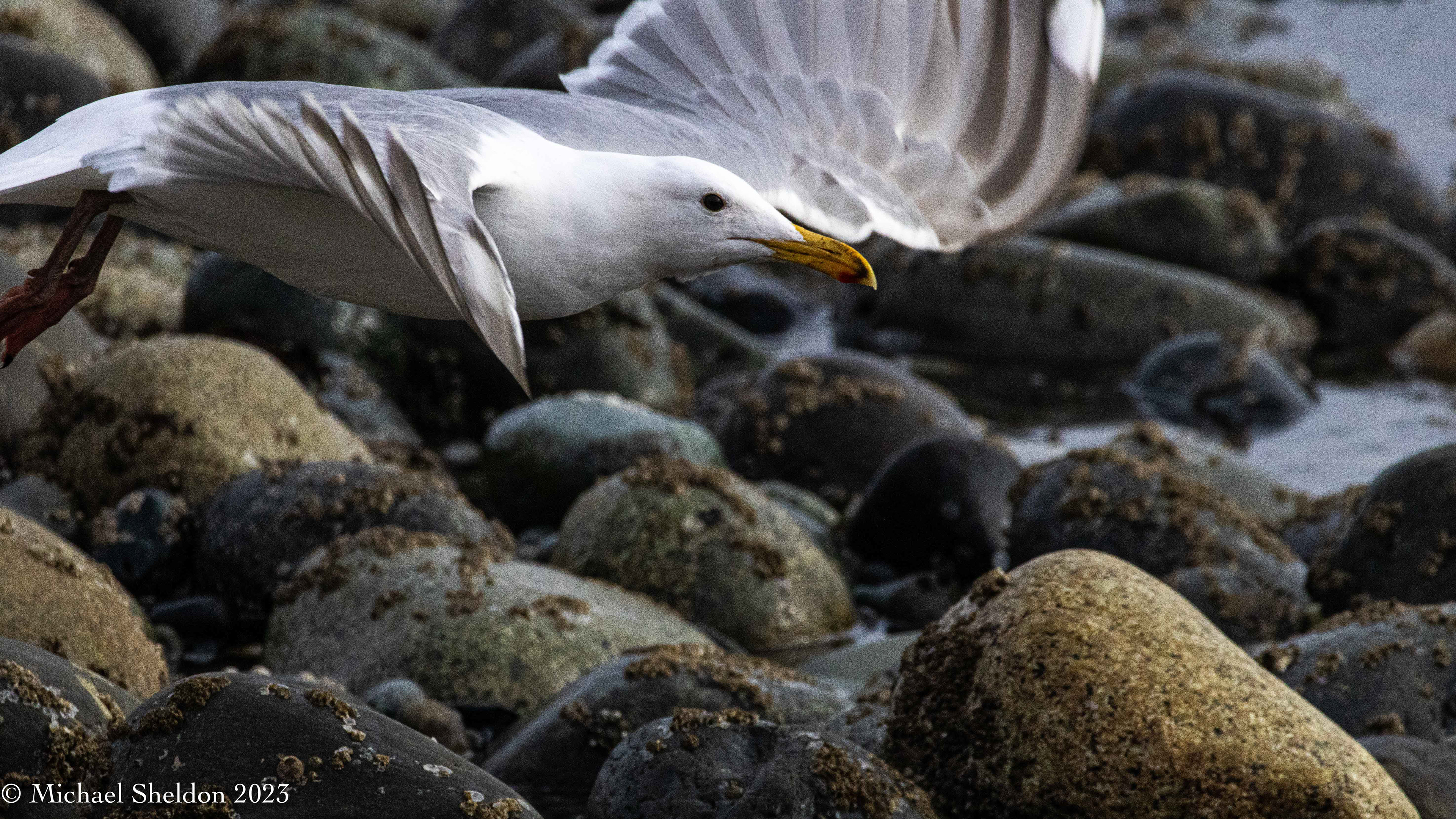 Glaucous-winged gull