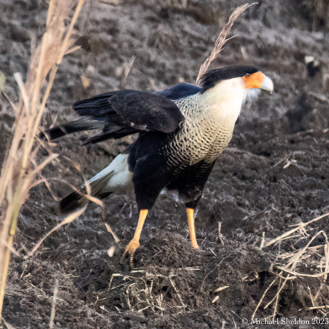 Crested Caracara
