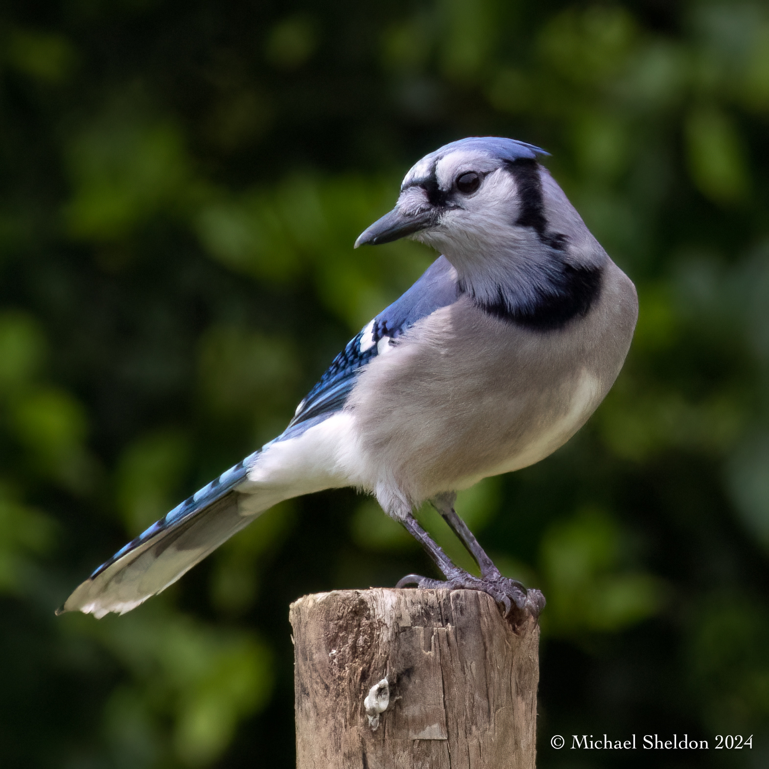 Blue jay (dry)