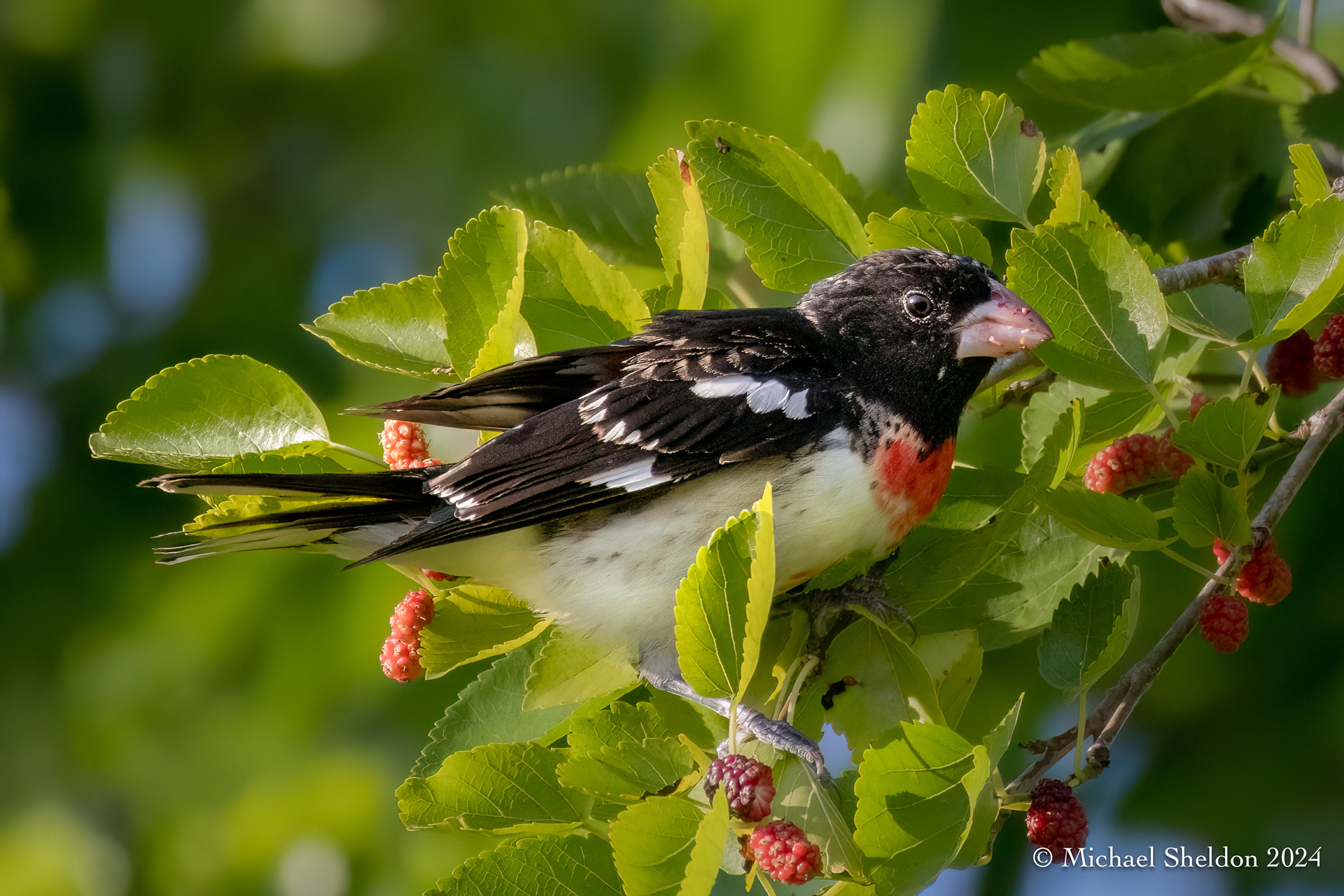 Rose breasted grosbeak (m)