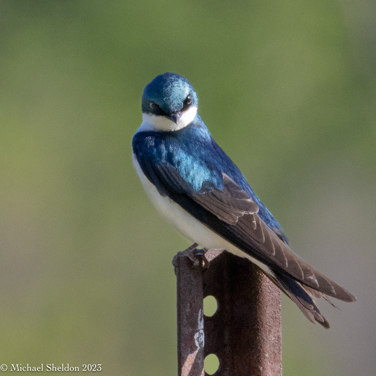 Tree swallow