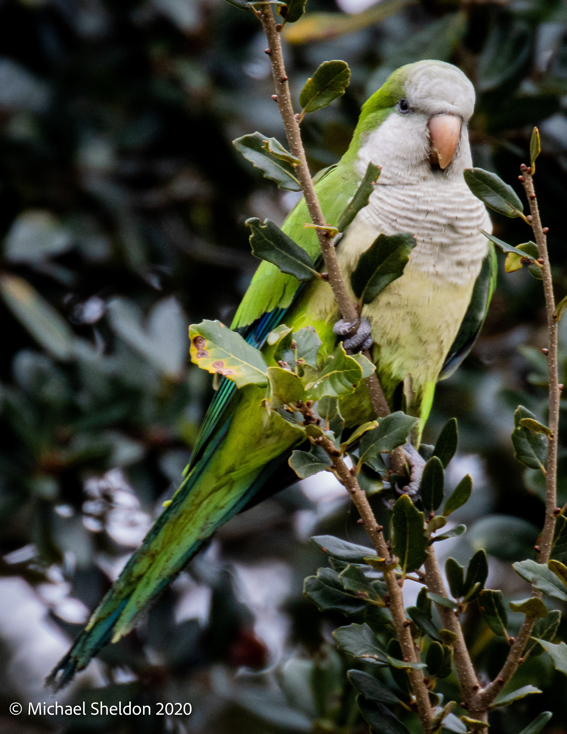 Monk Parakeet