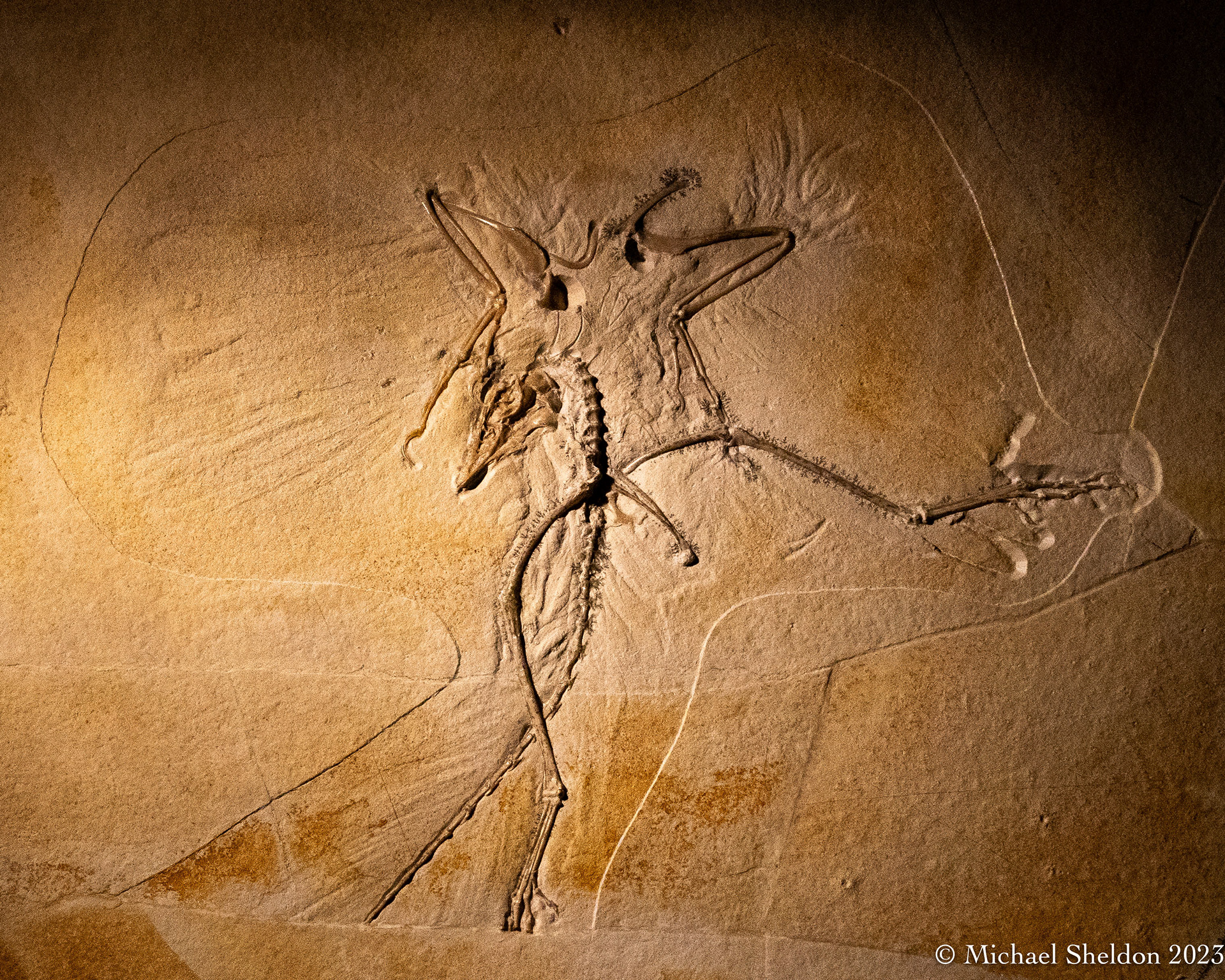 Archaeopteryx ("first bird") Thermopolis specimen