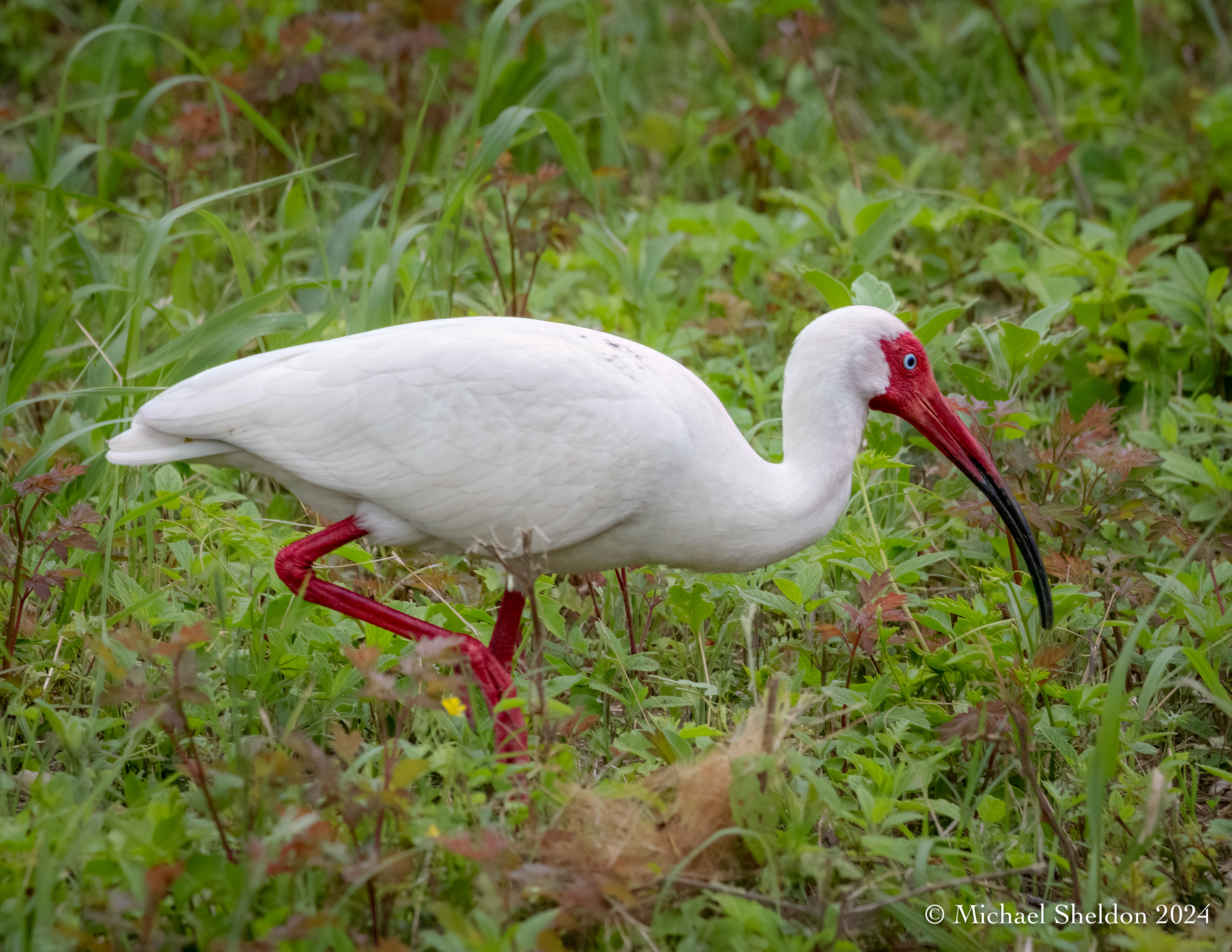 White ibis