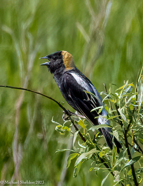 Bobolink