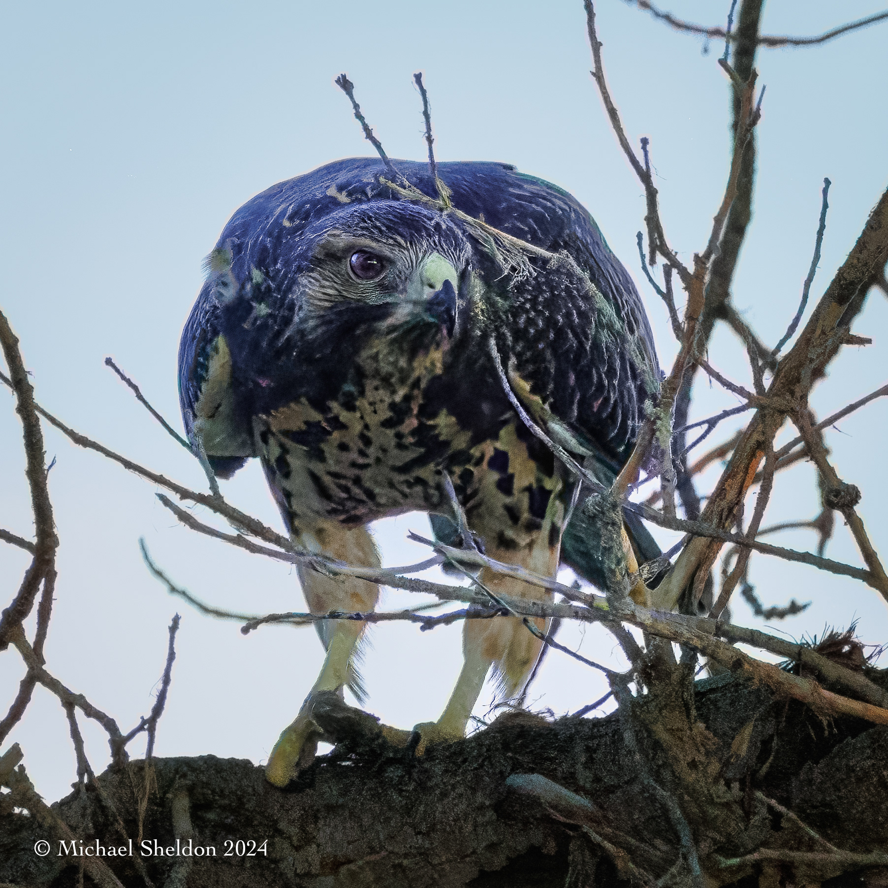 Swainson's hawk