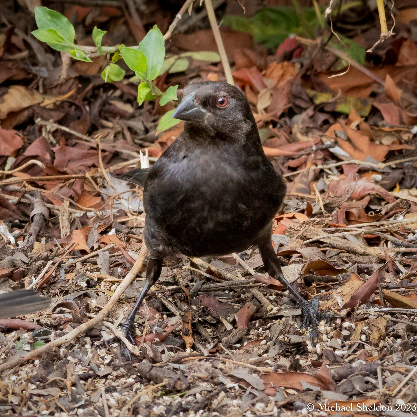 Bronzed cowbird