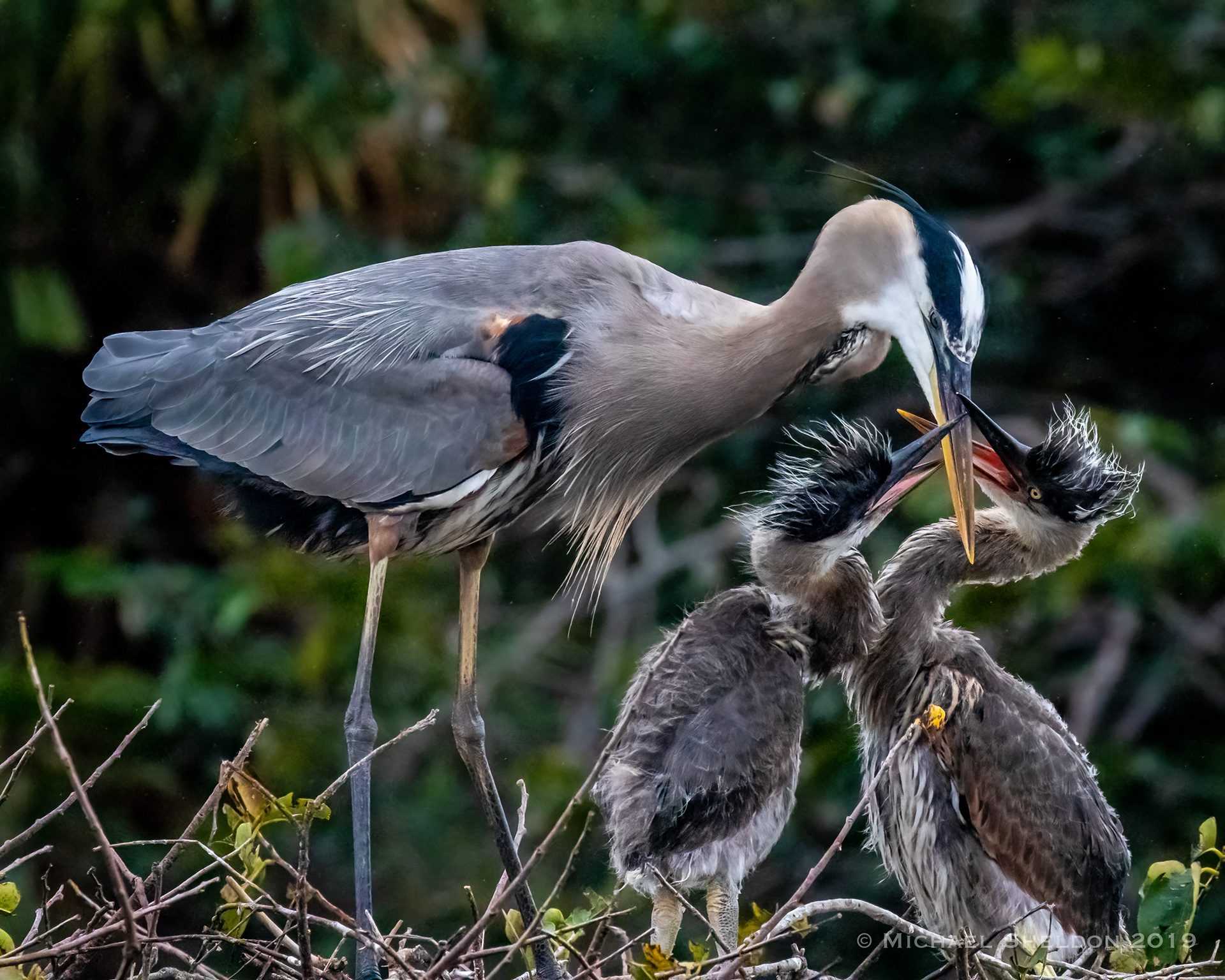 Great Blue Heron nest