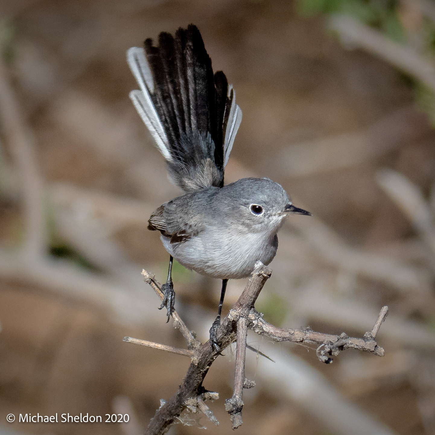 Gray-blue Gnatcatcher