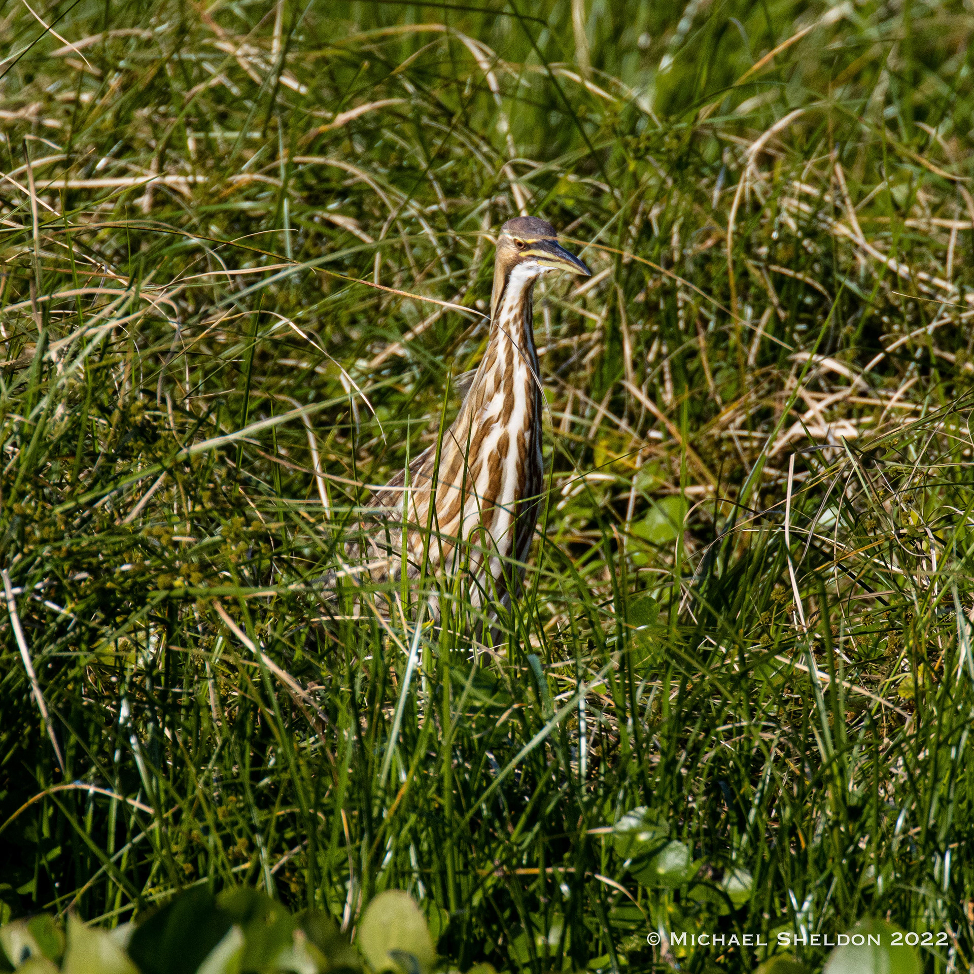 American Bittern