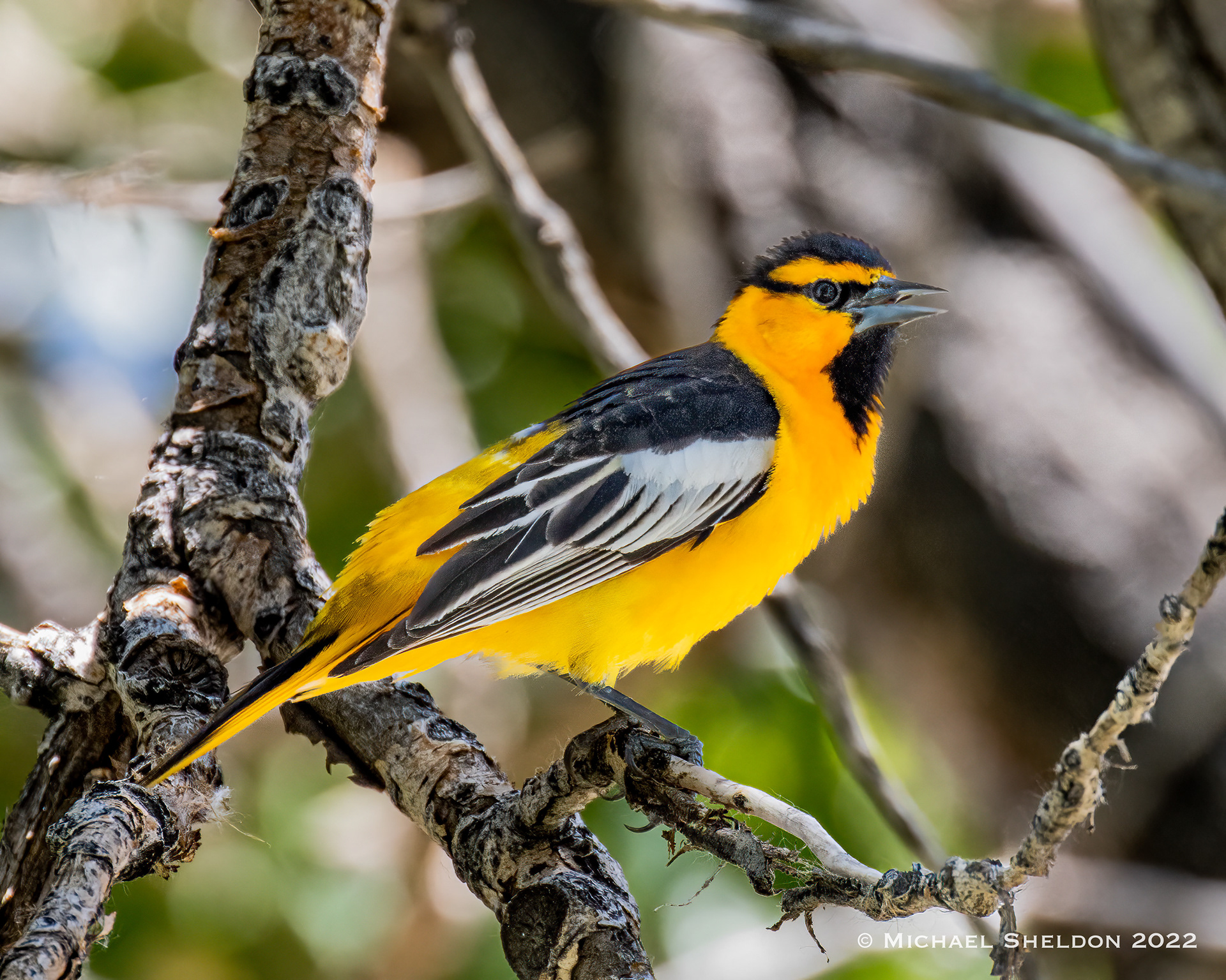 Bullock's Oriole