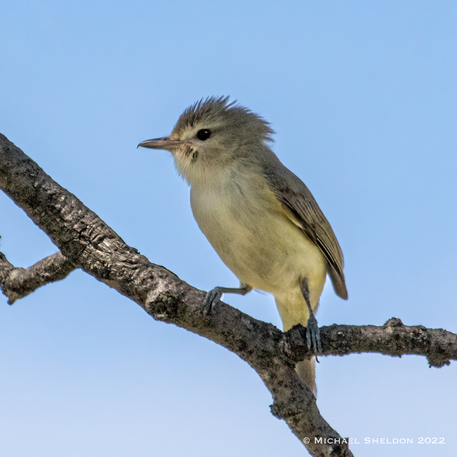 Warbling Vireo