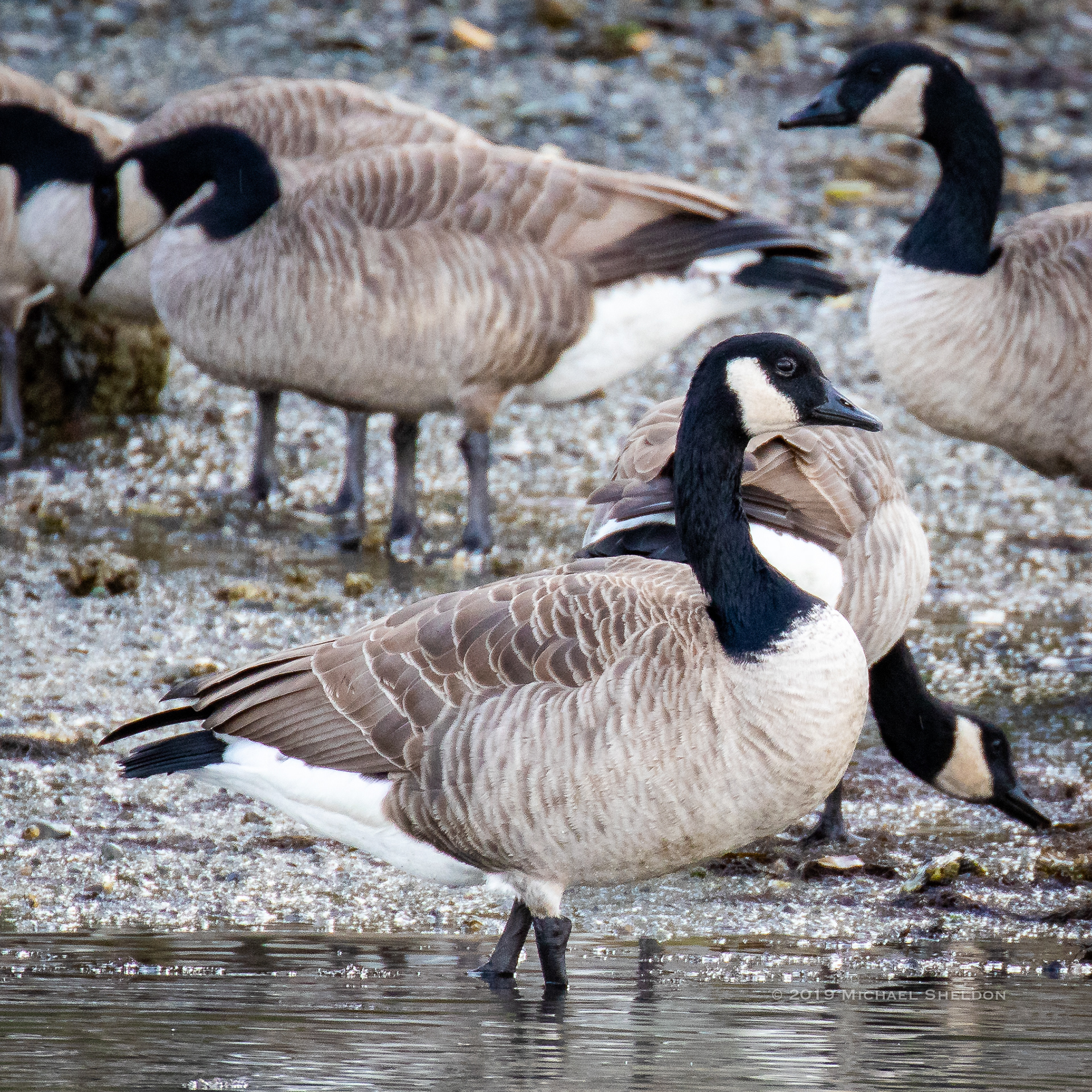 Cackling geese