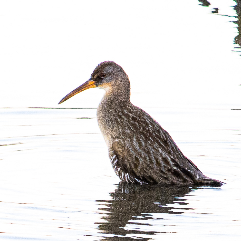 Clapper Rail