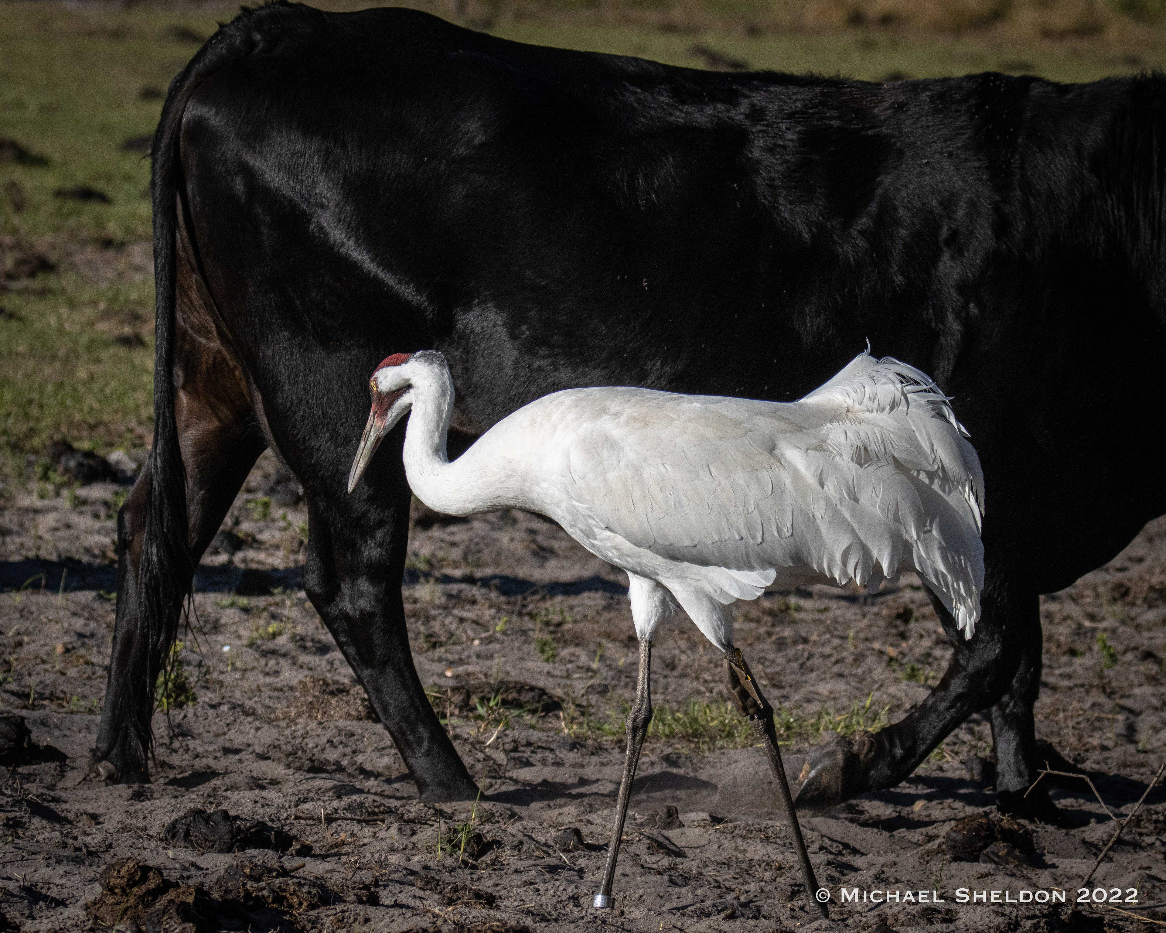 Whooping Crane (52"--smaller than a steer)
