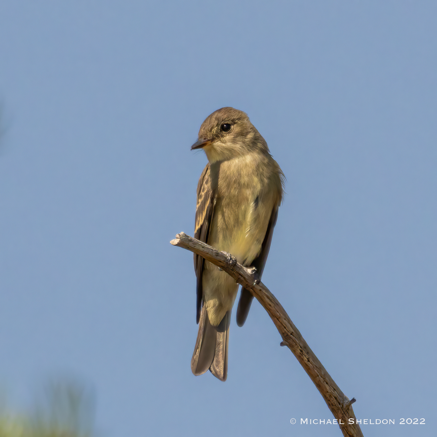 Olive-sided flycatcher